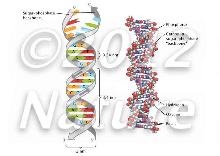 DNA structure