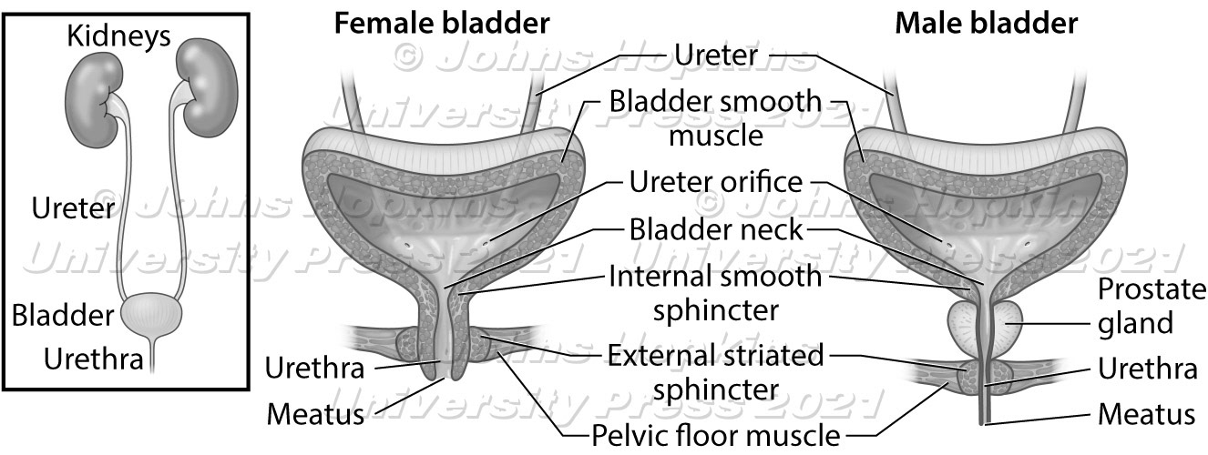 Female, male bladder comparison