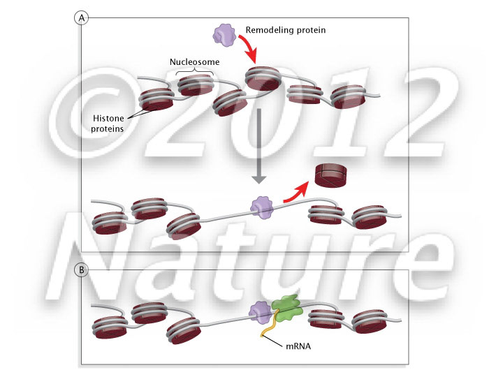 DNA remodeling, transcription