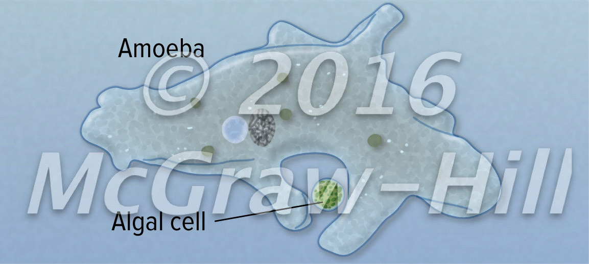Amoeba