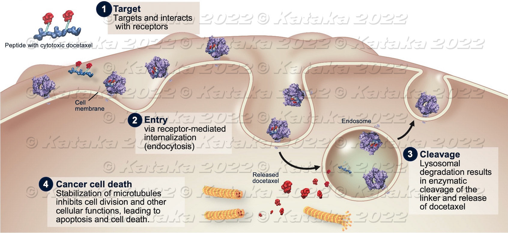 Docetaxel stabilizes microtubules, which inhibits cell division and other cellular functions, leading to cell death.