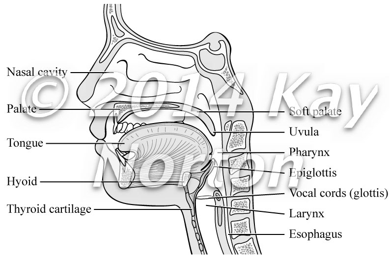 Vocal tract