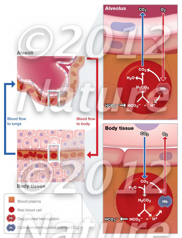 Oxygen, carbon dioxide transport between blood and tissues