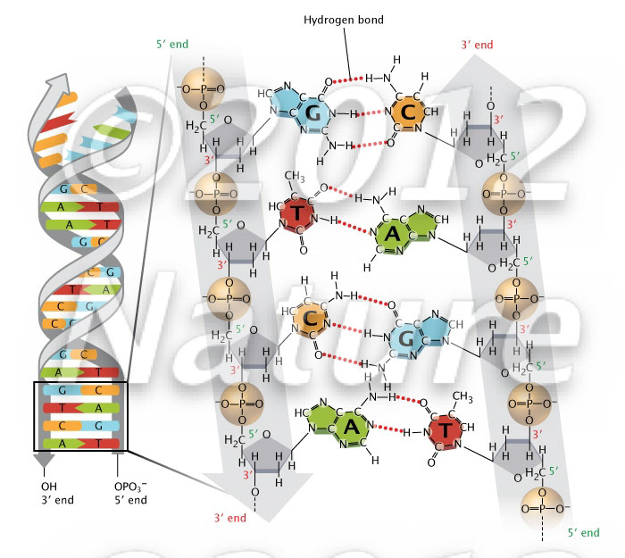 DNA bonds