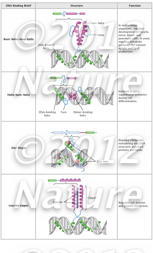 DNA binding motif