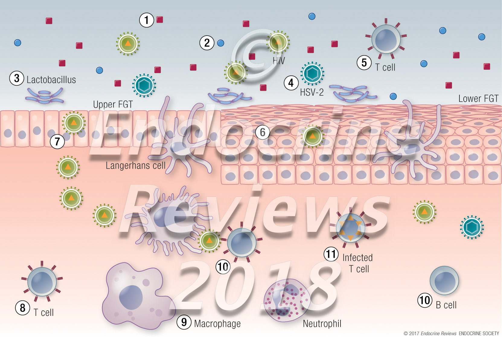 HIV and the female genital tract