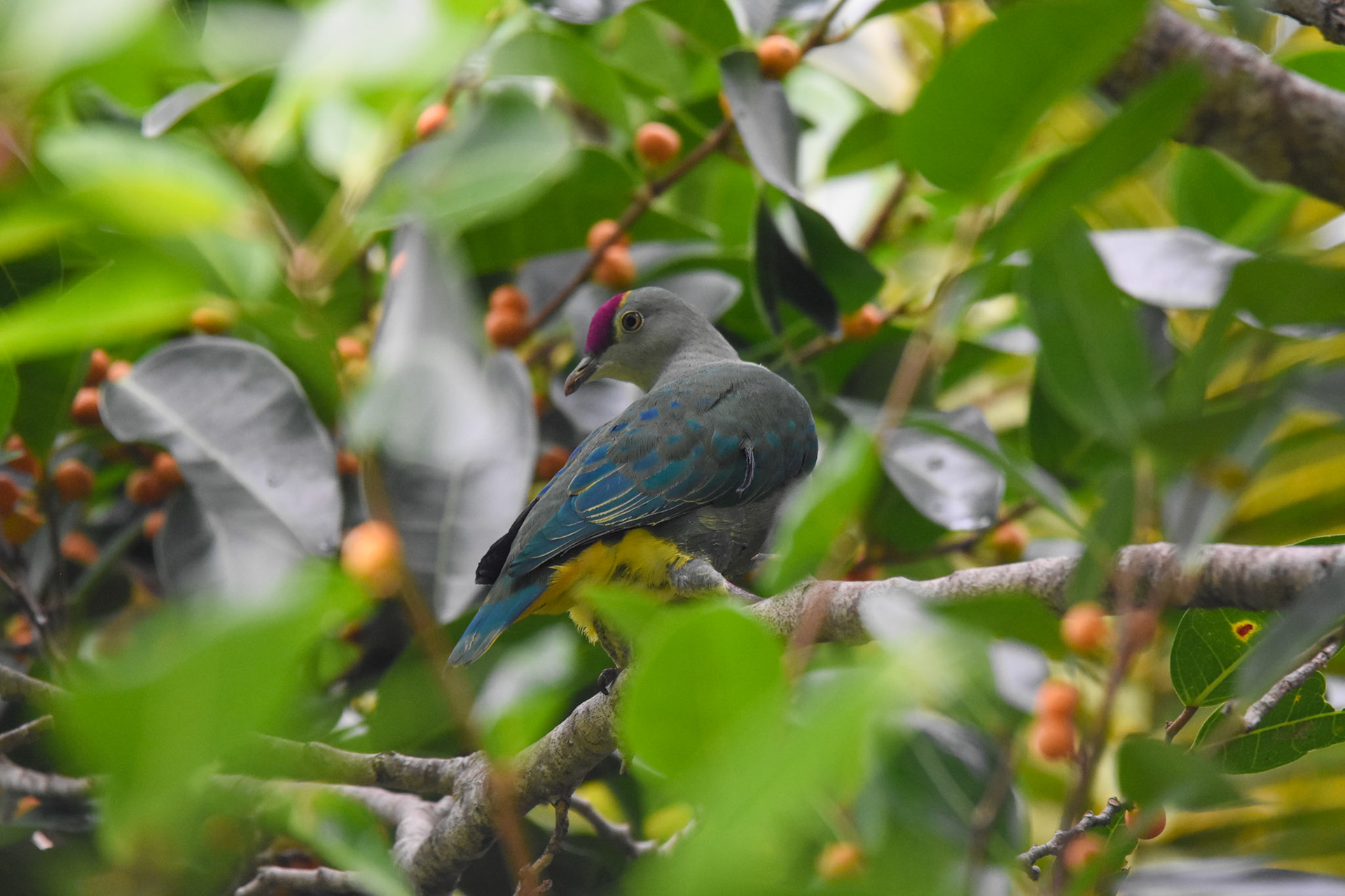 Many-coloured Fruit Dove