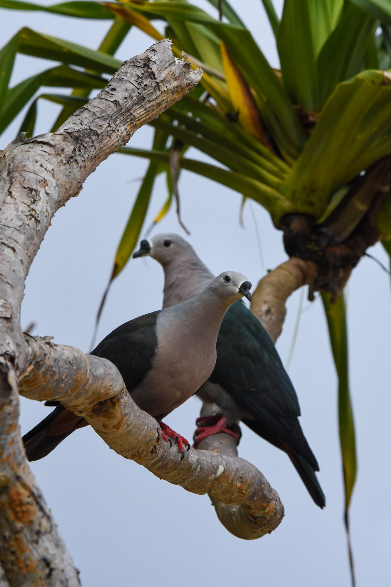 Pacific Pigeon