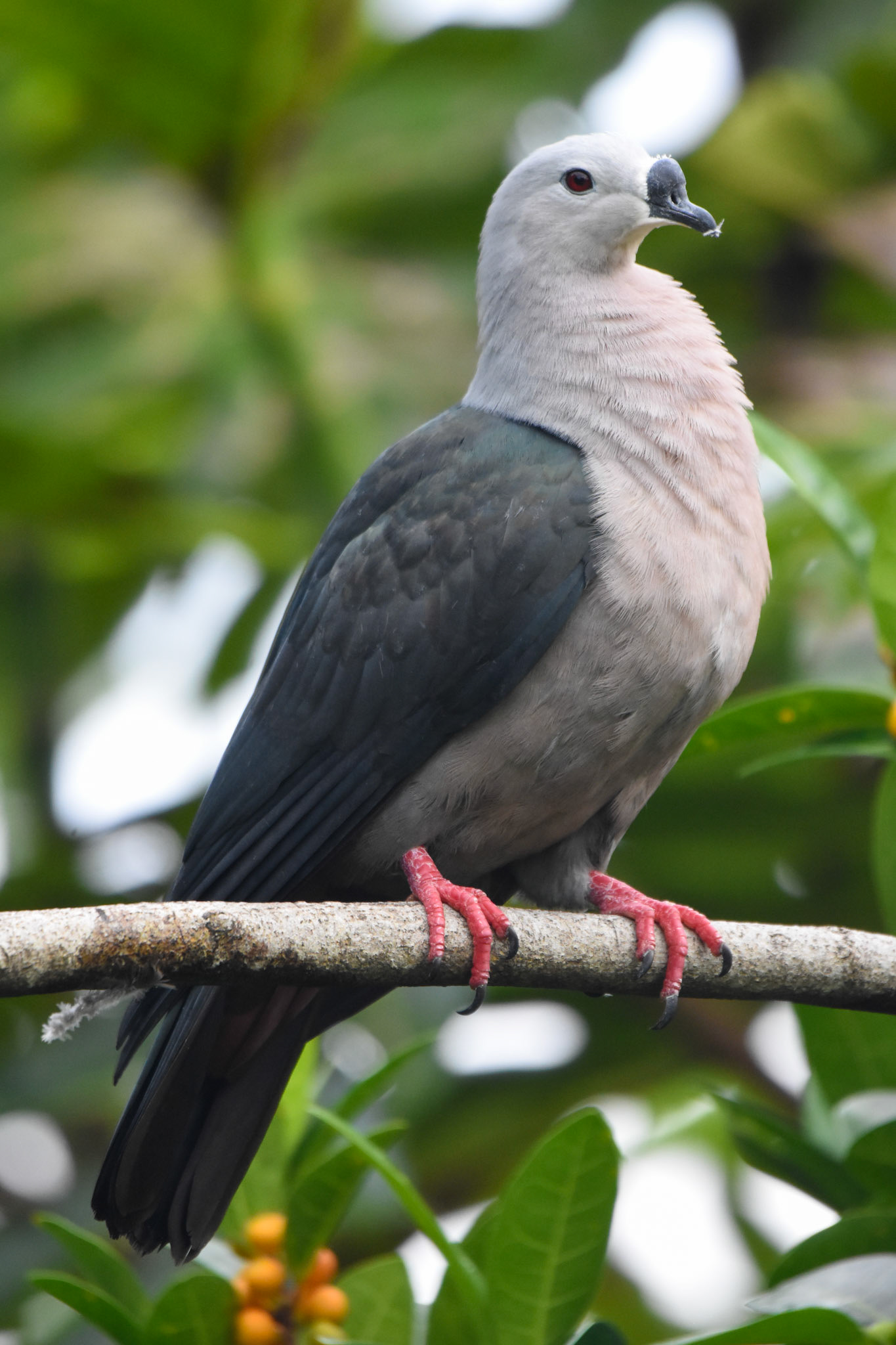Pacific Pigeon