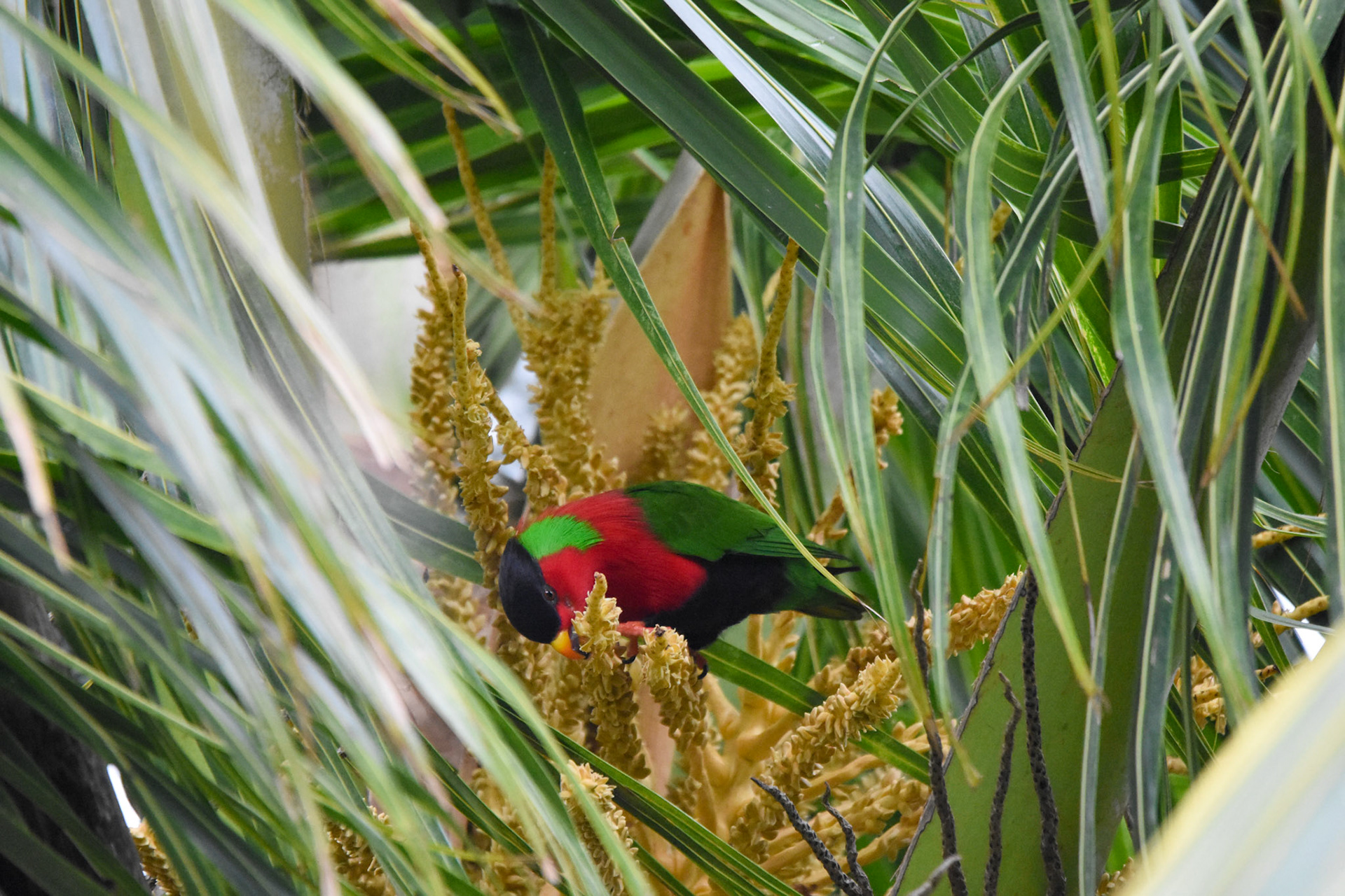 Collared Lory