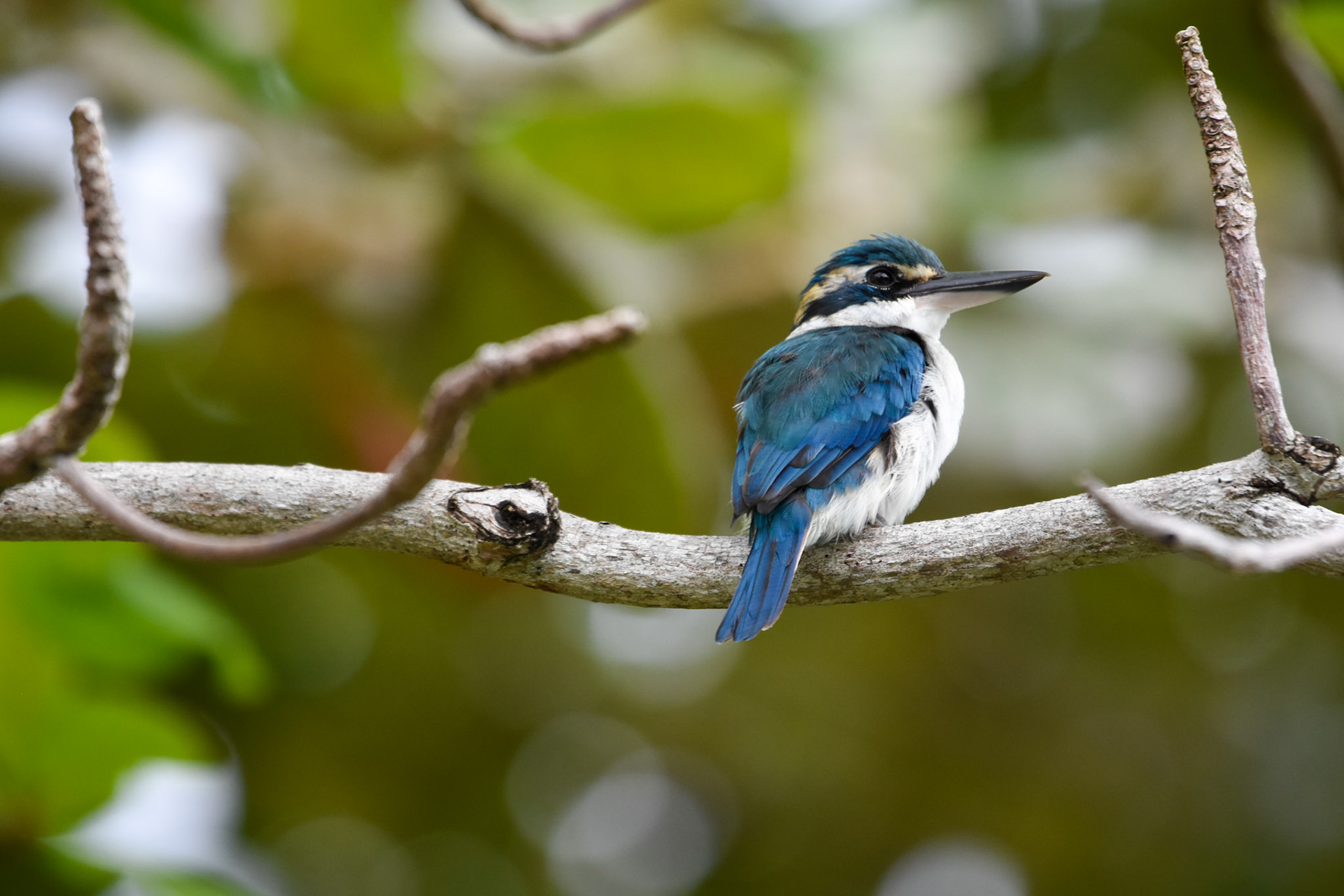 Sacred Kingfisher