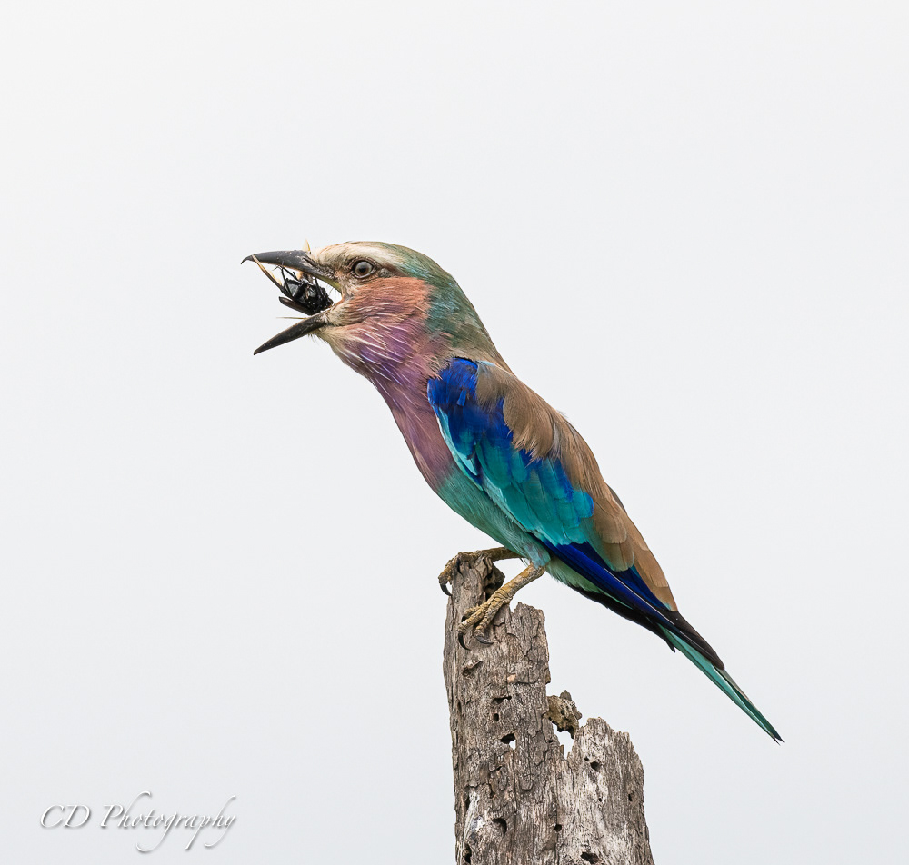 Kruger National Park
