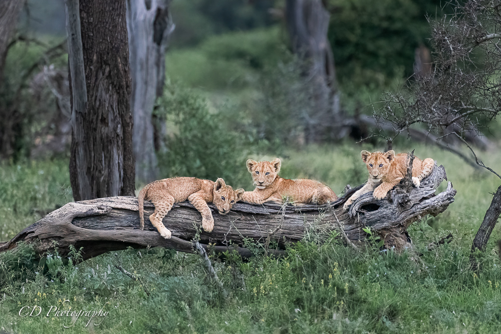 Kruger National Park