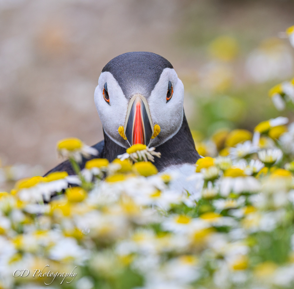 Skomer Island