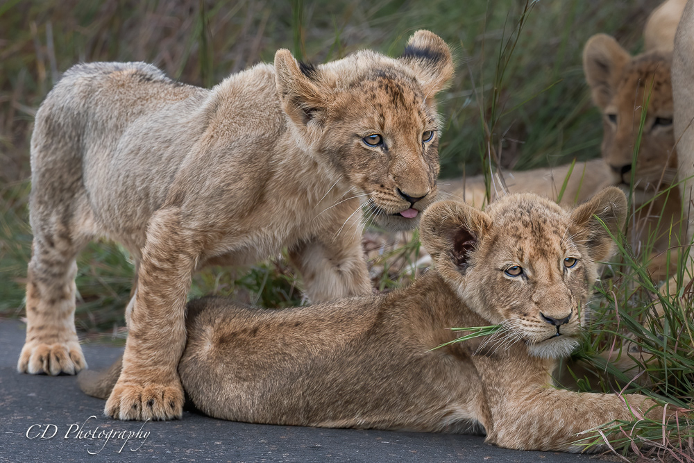 Kruger National Park