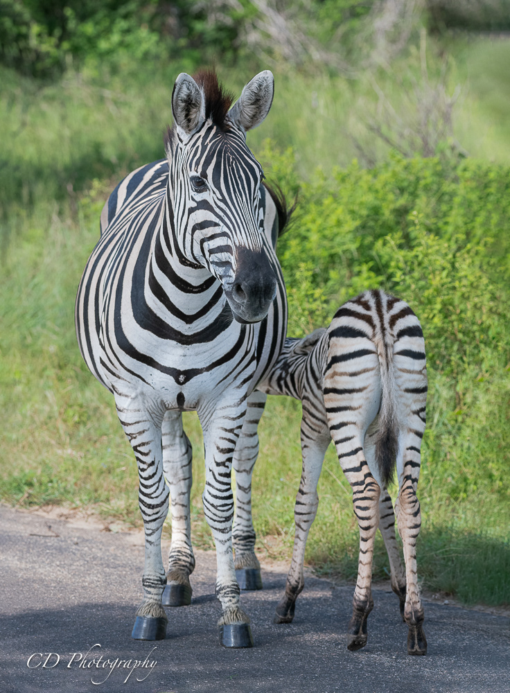 Kruger National Park