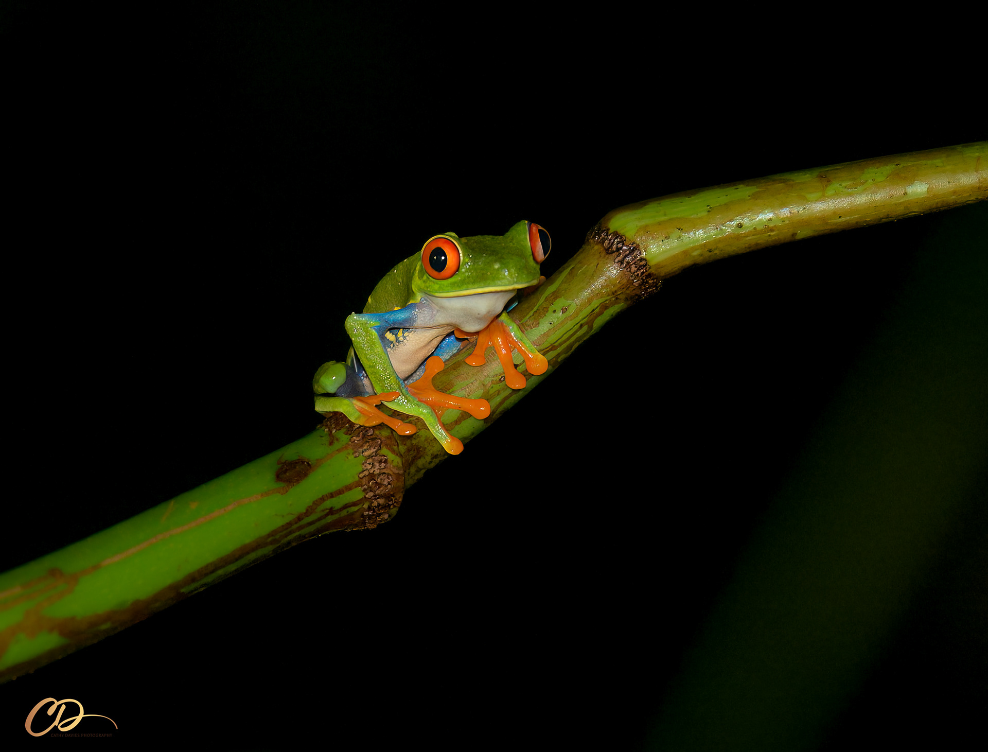 2026 March Costa Rica
