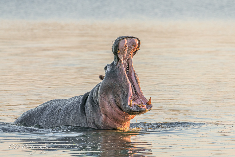 Kruger National Park