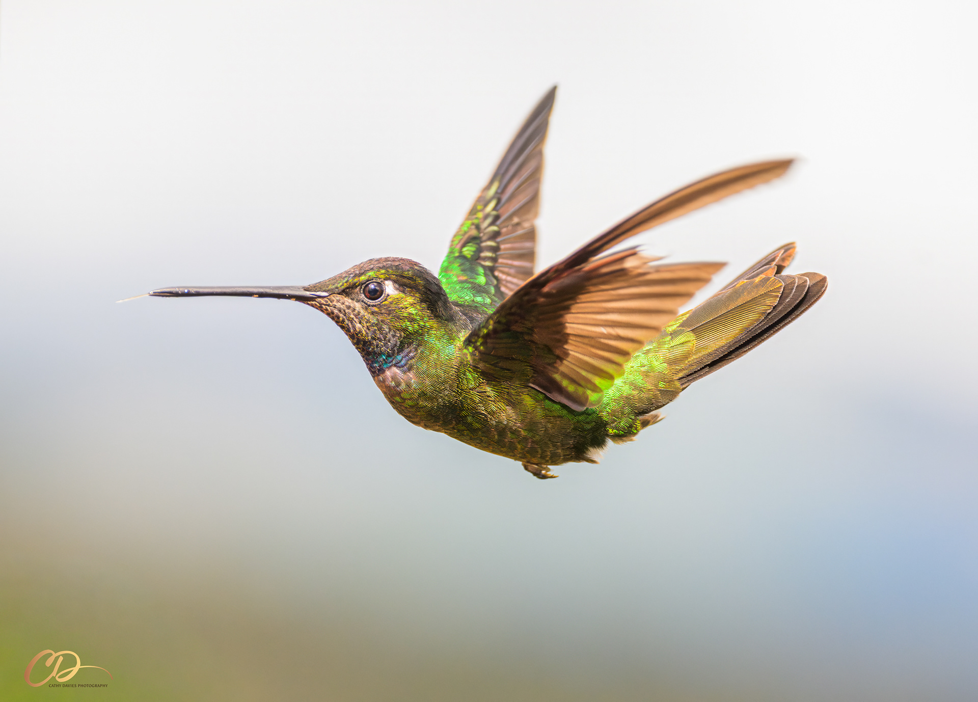 2026 March. Hummingbird, Costa Rica