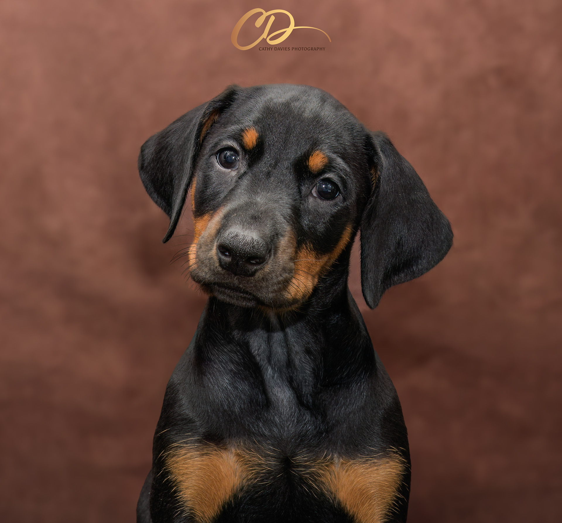 2026 February 8 week old Doberman Puppy Shoot