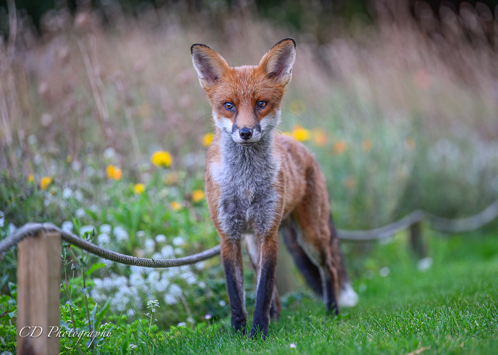 Bristol Urban Fox
