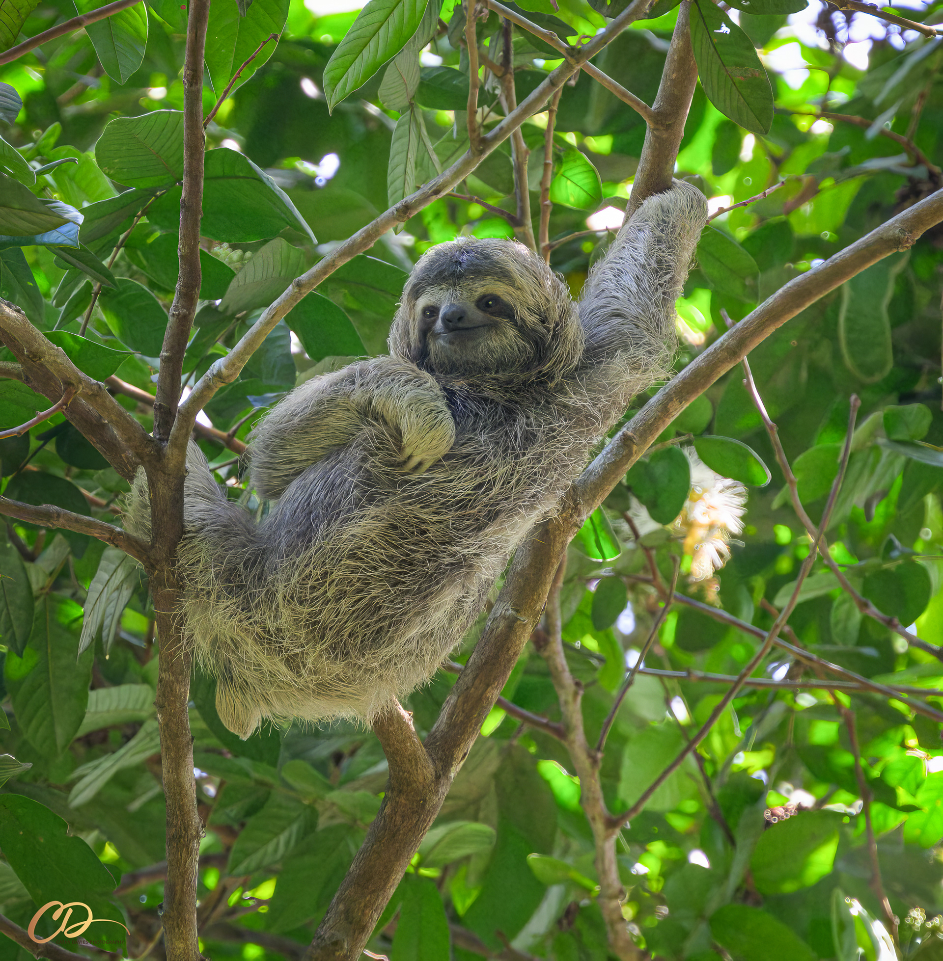 2026 March, Baby Sloth, Costa Rica