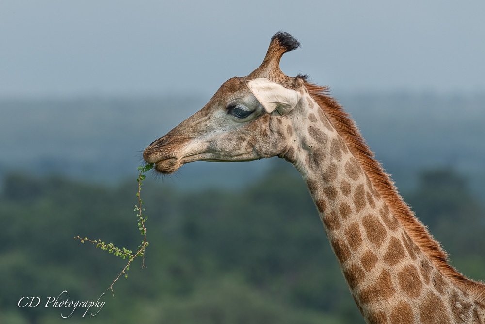 Kruger National Park