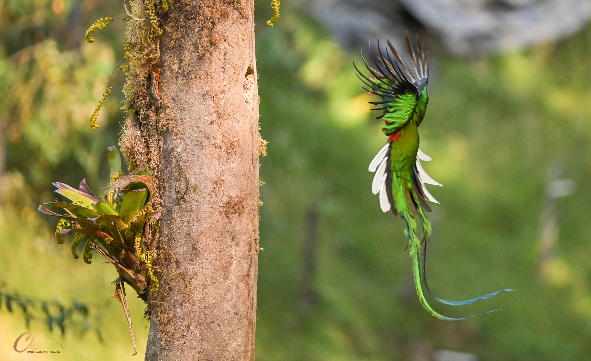 2026 March Quetzal - Costa Rica