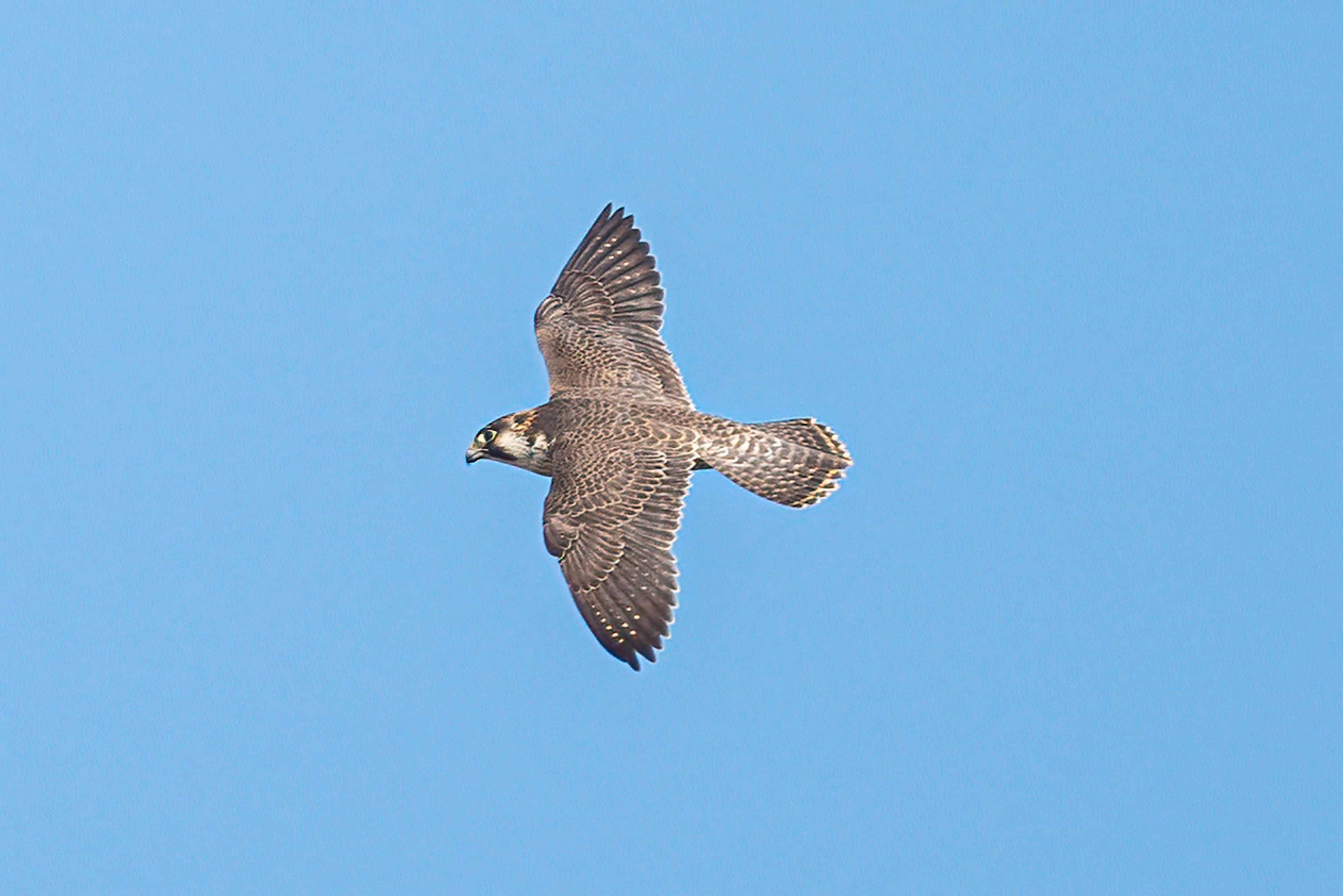 Lanner falcon (Greece)