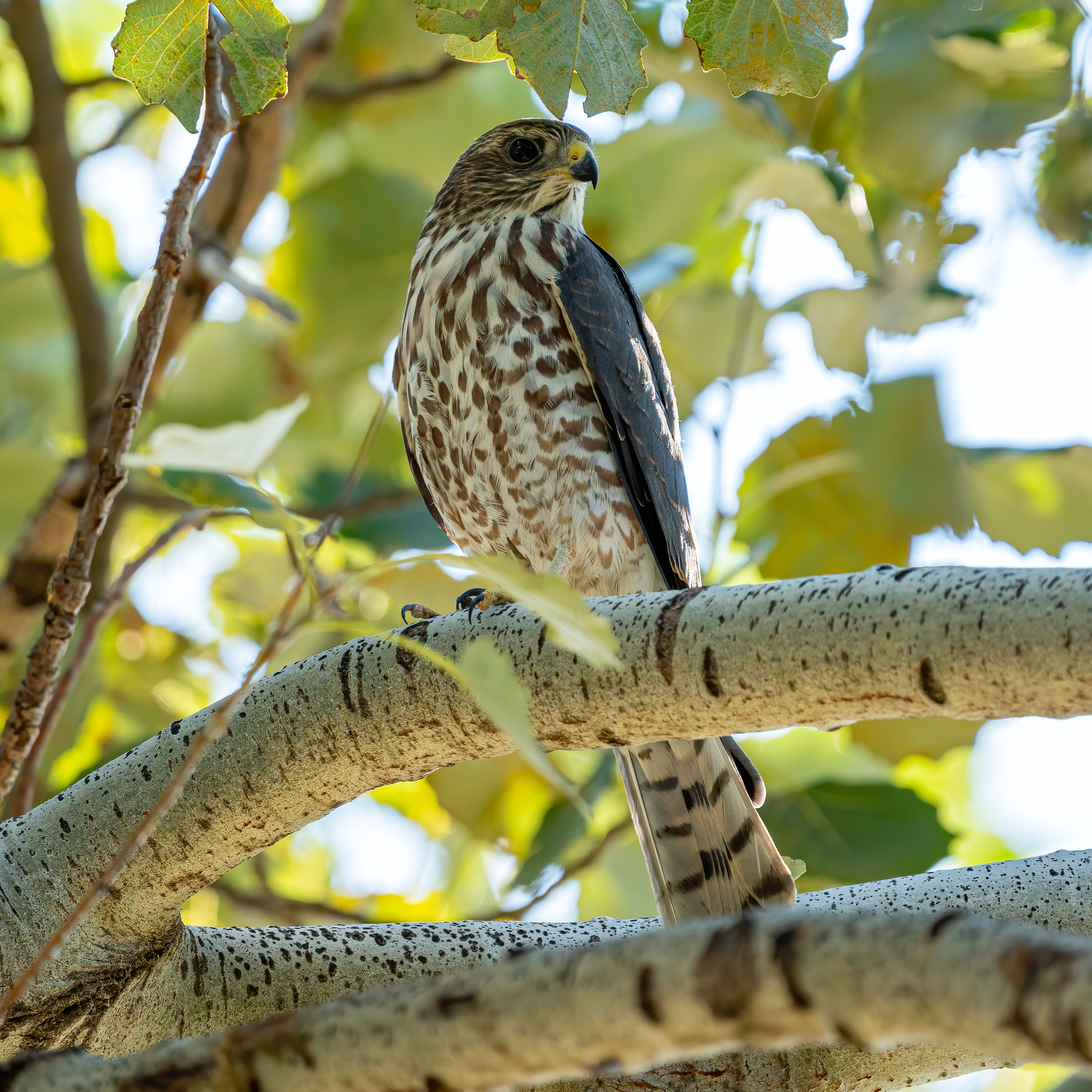 Levant sparrowhawk (Greece)