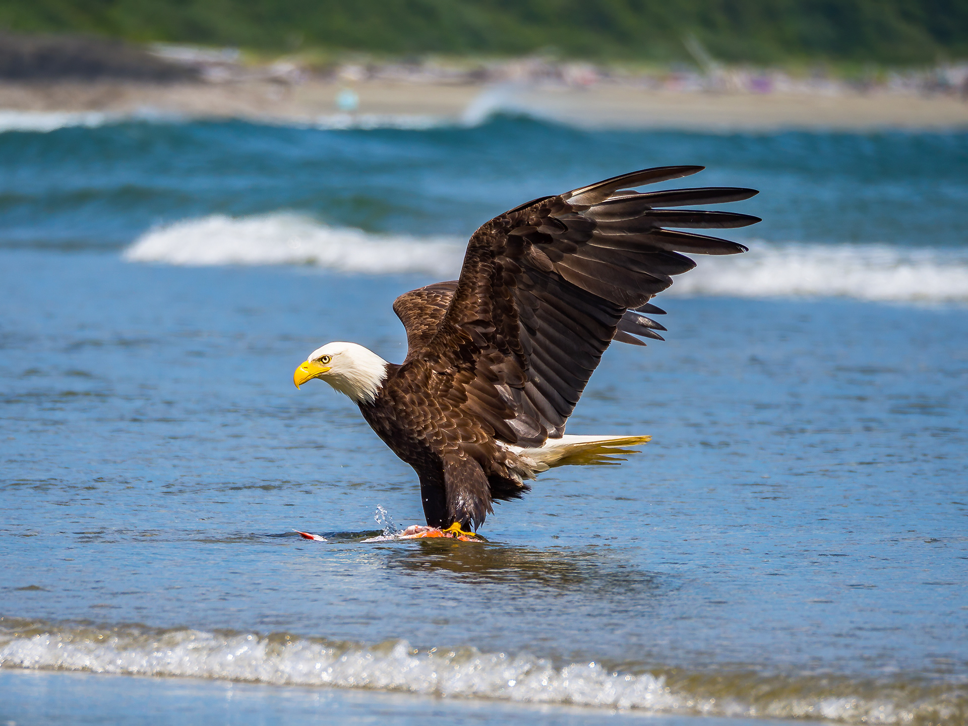 Bald eagle (Canada)