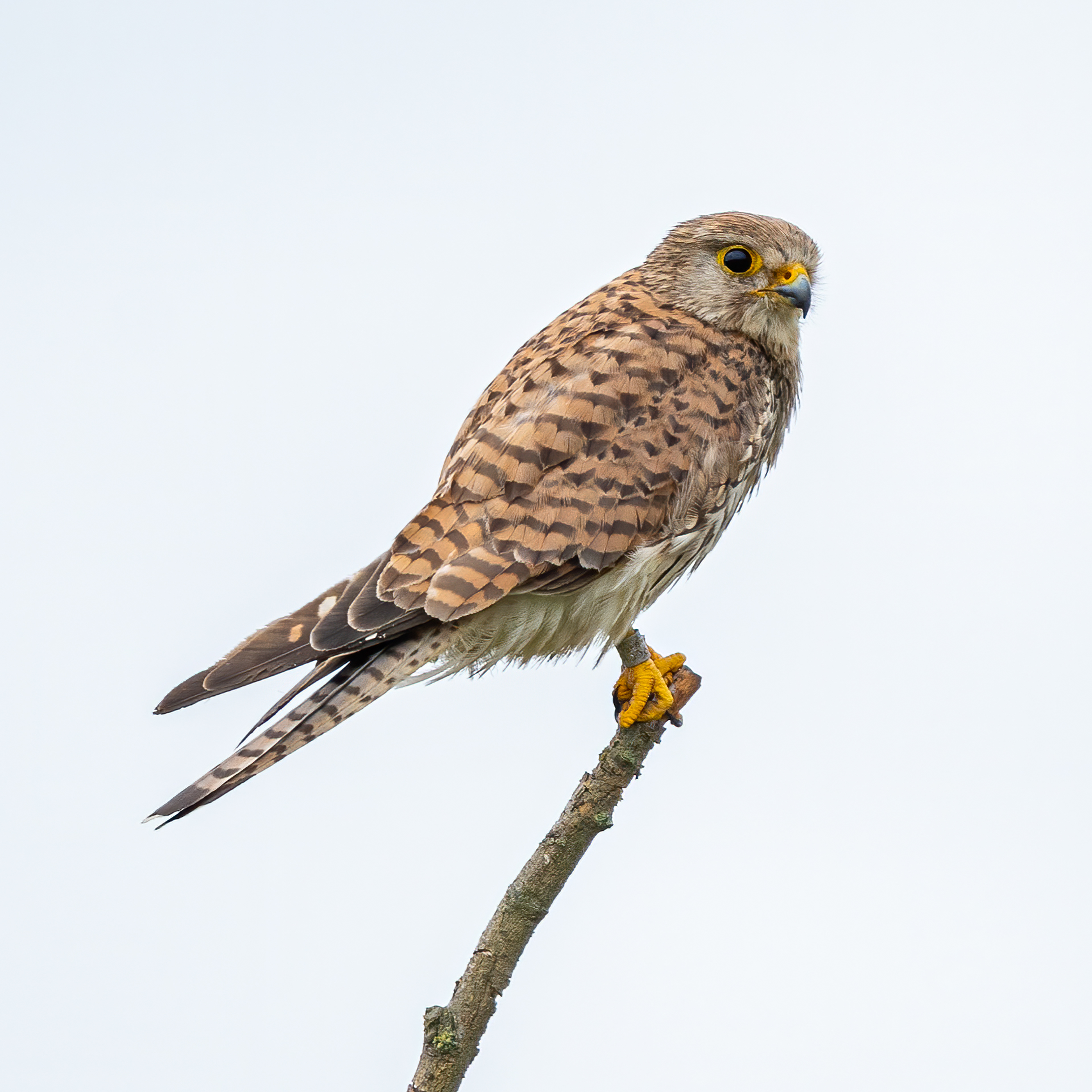Common kestrel (Belgium)