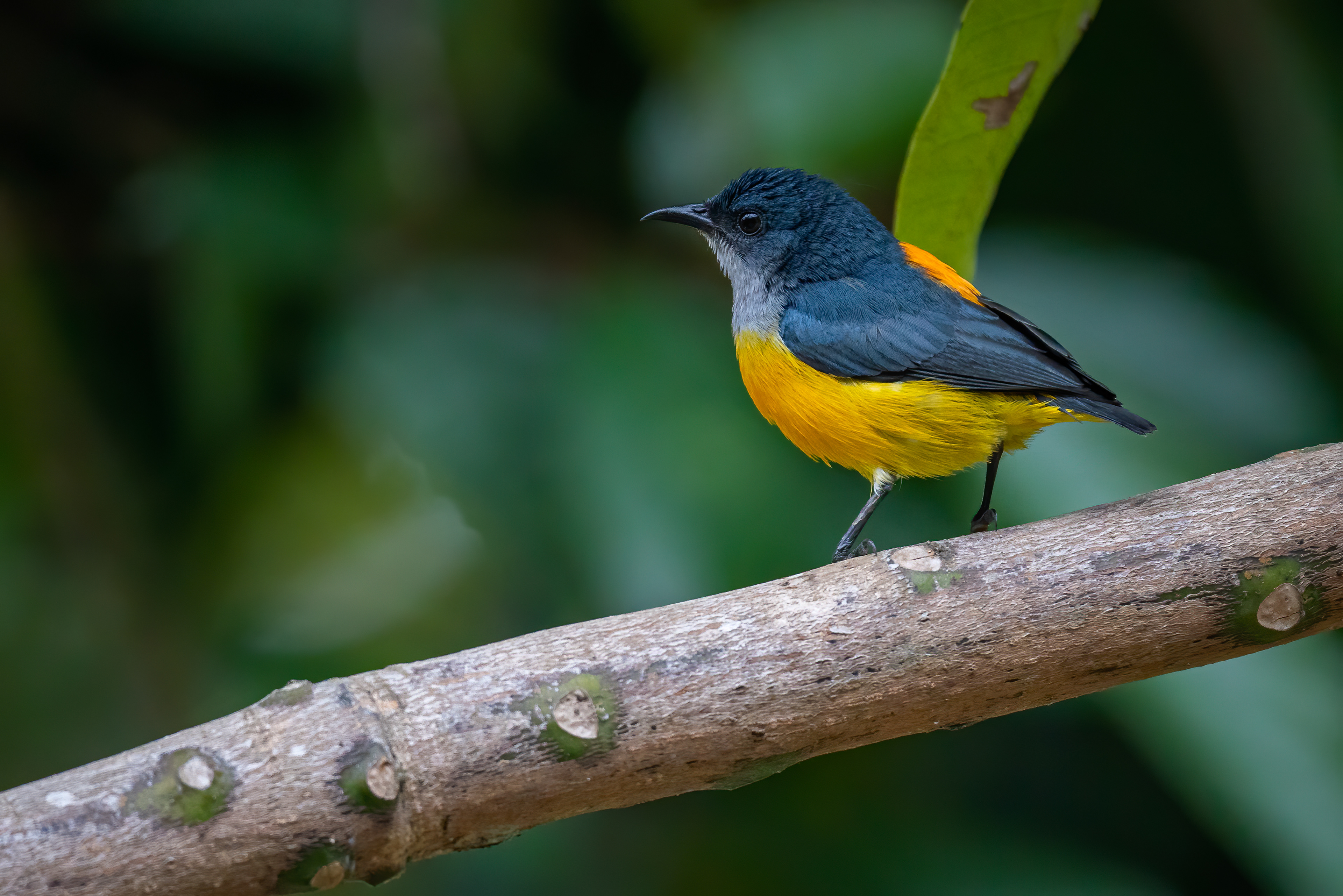 Orange-bellied flowerpecker (male)