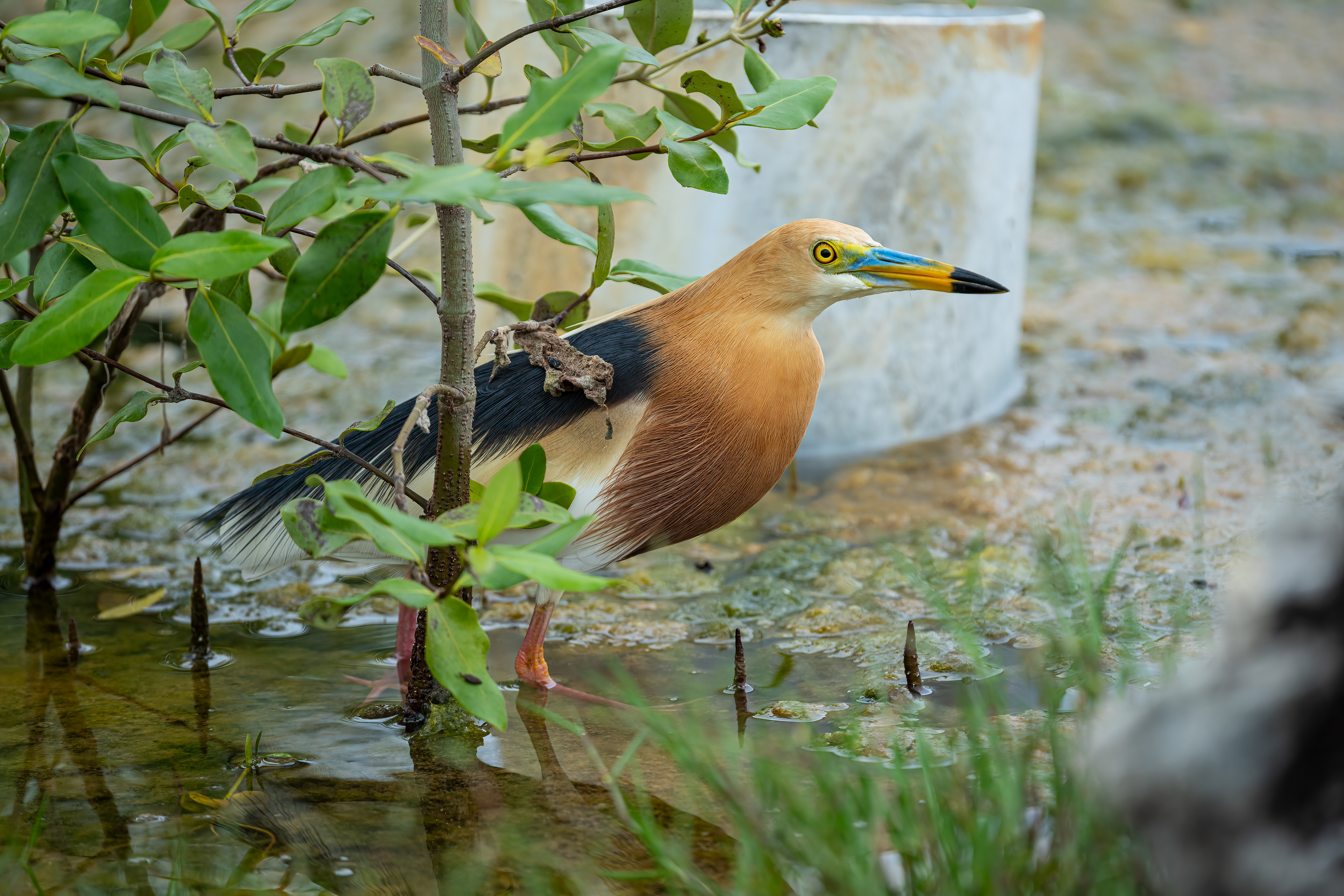 Javan pond heron