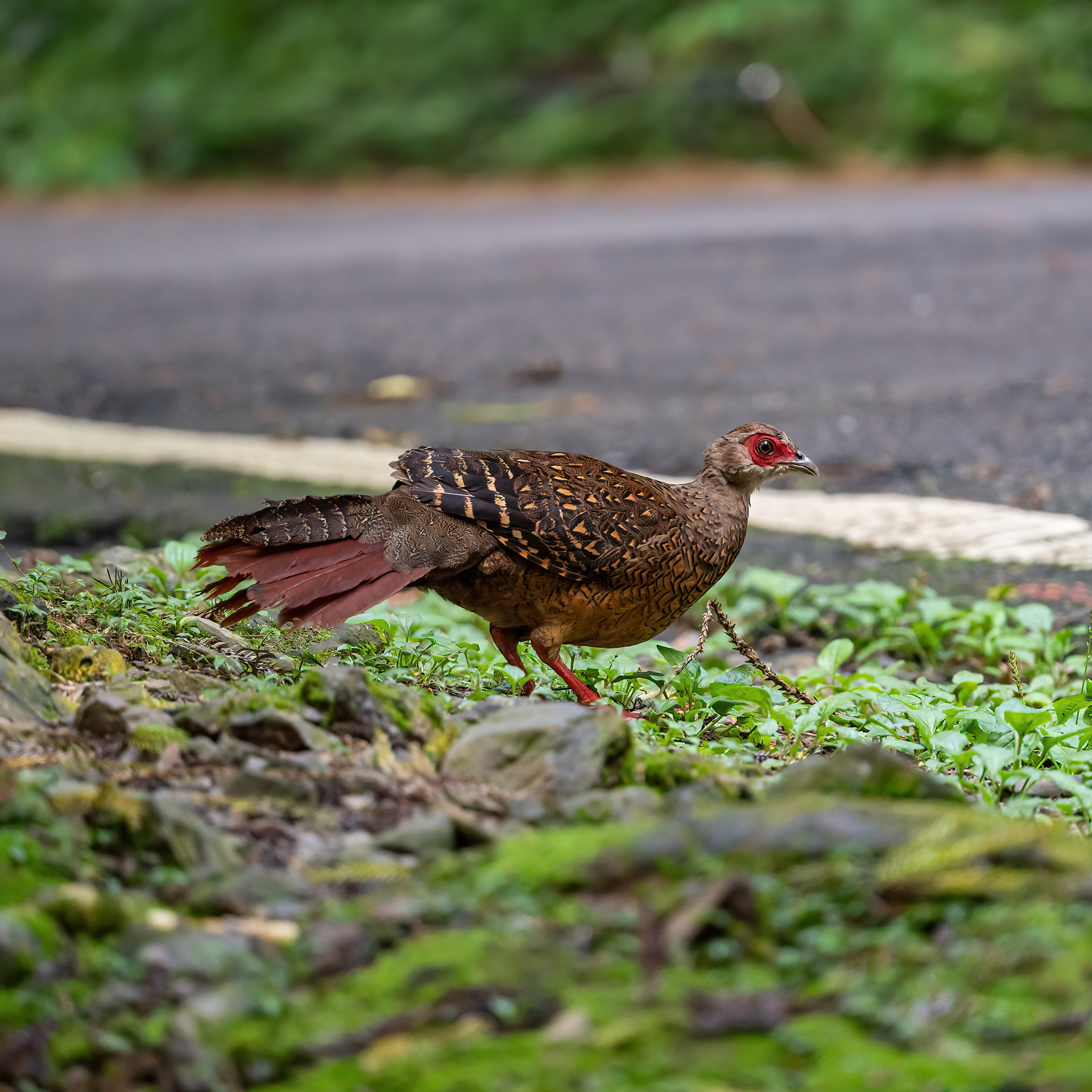Female Swinhoe's pheasant