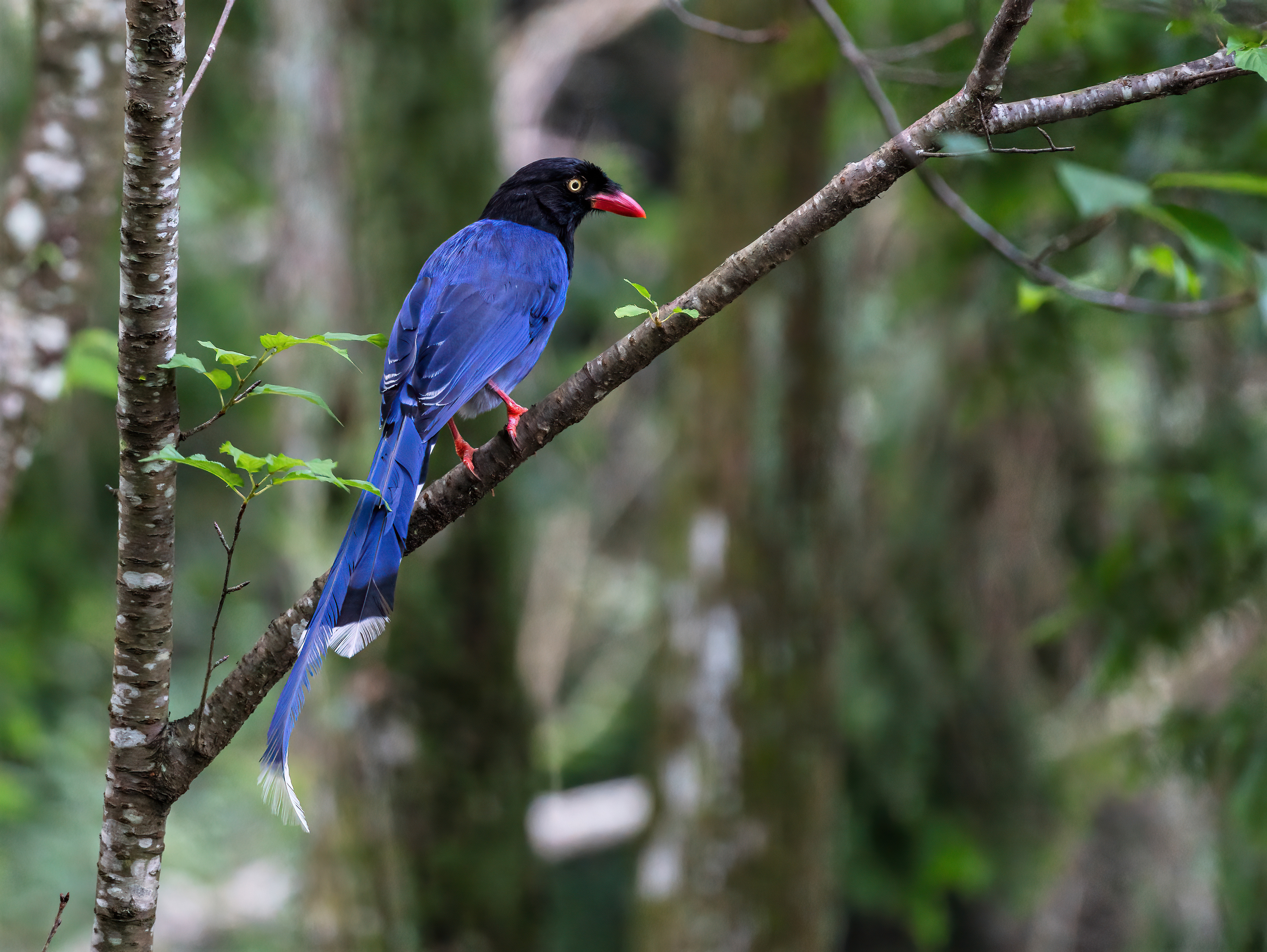 Taiwan blue magpie
