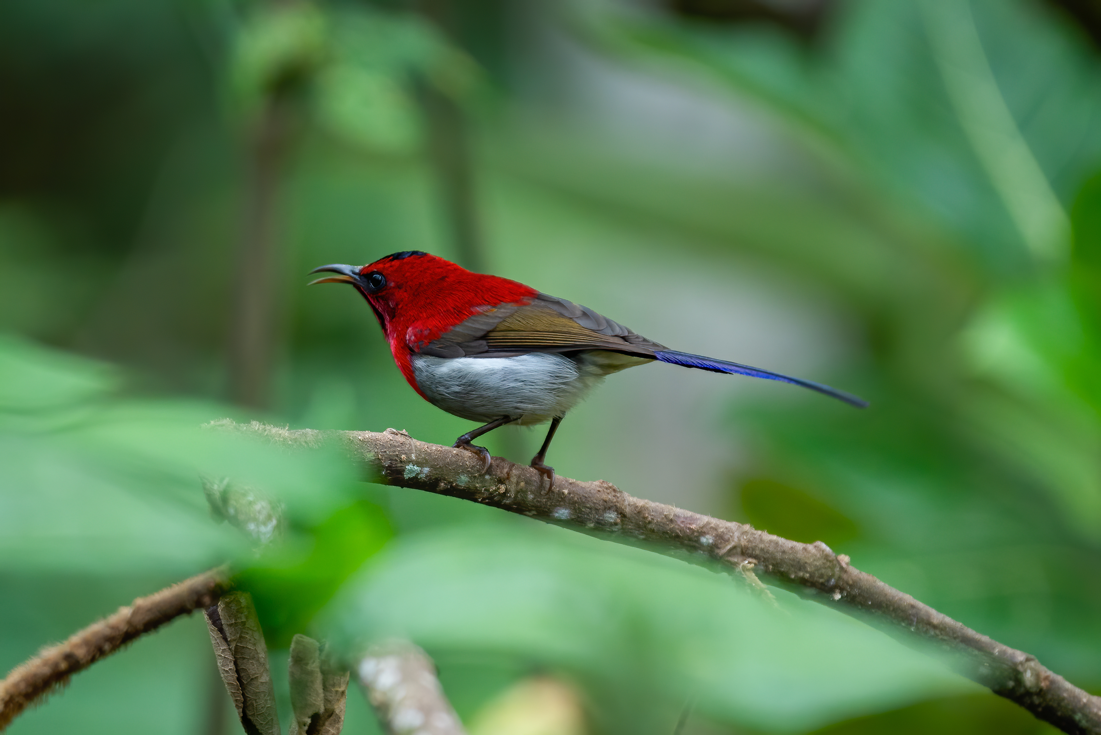 Javan sunbird (male)