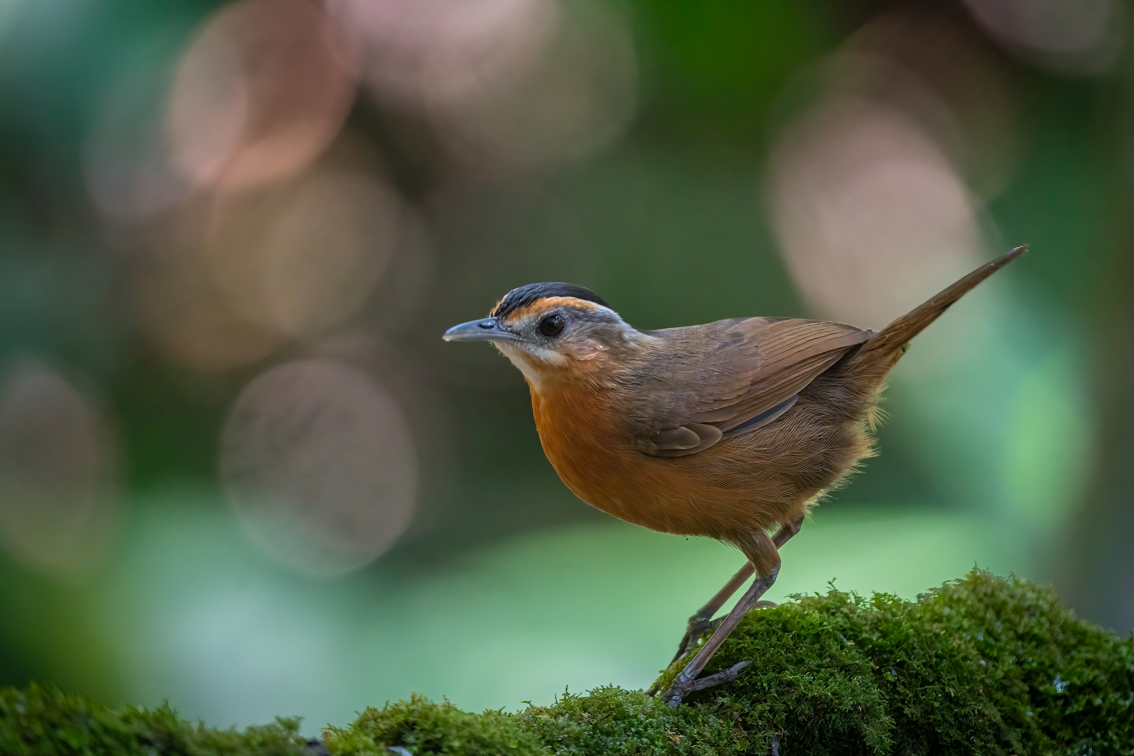 Javan Black-capped Babbler