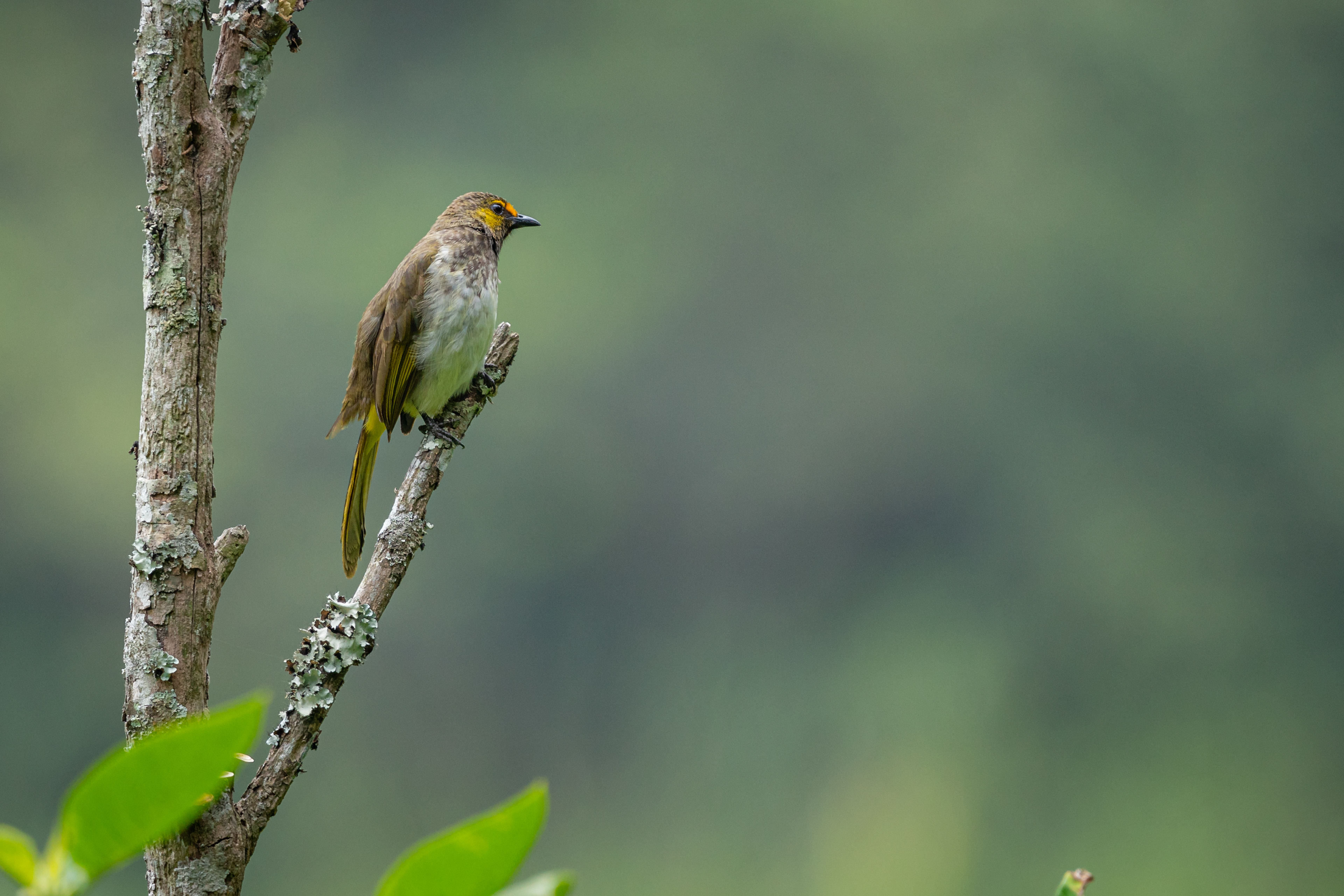 Orange-spotted bulbul