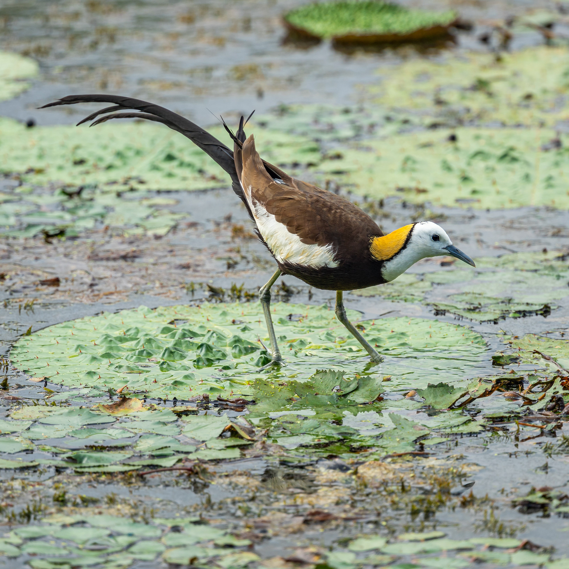 Pheasant-tailed jacana