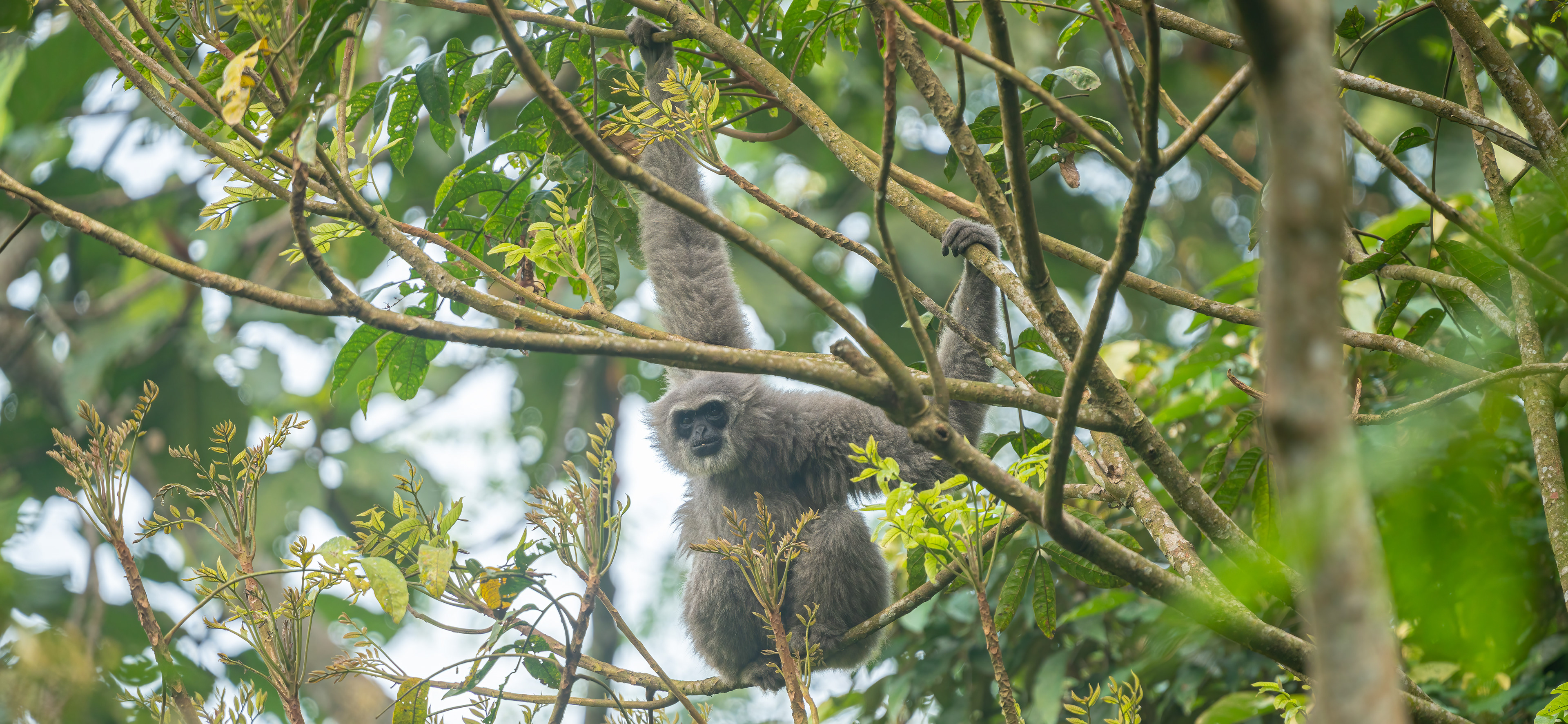 Javan gibbon