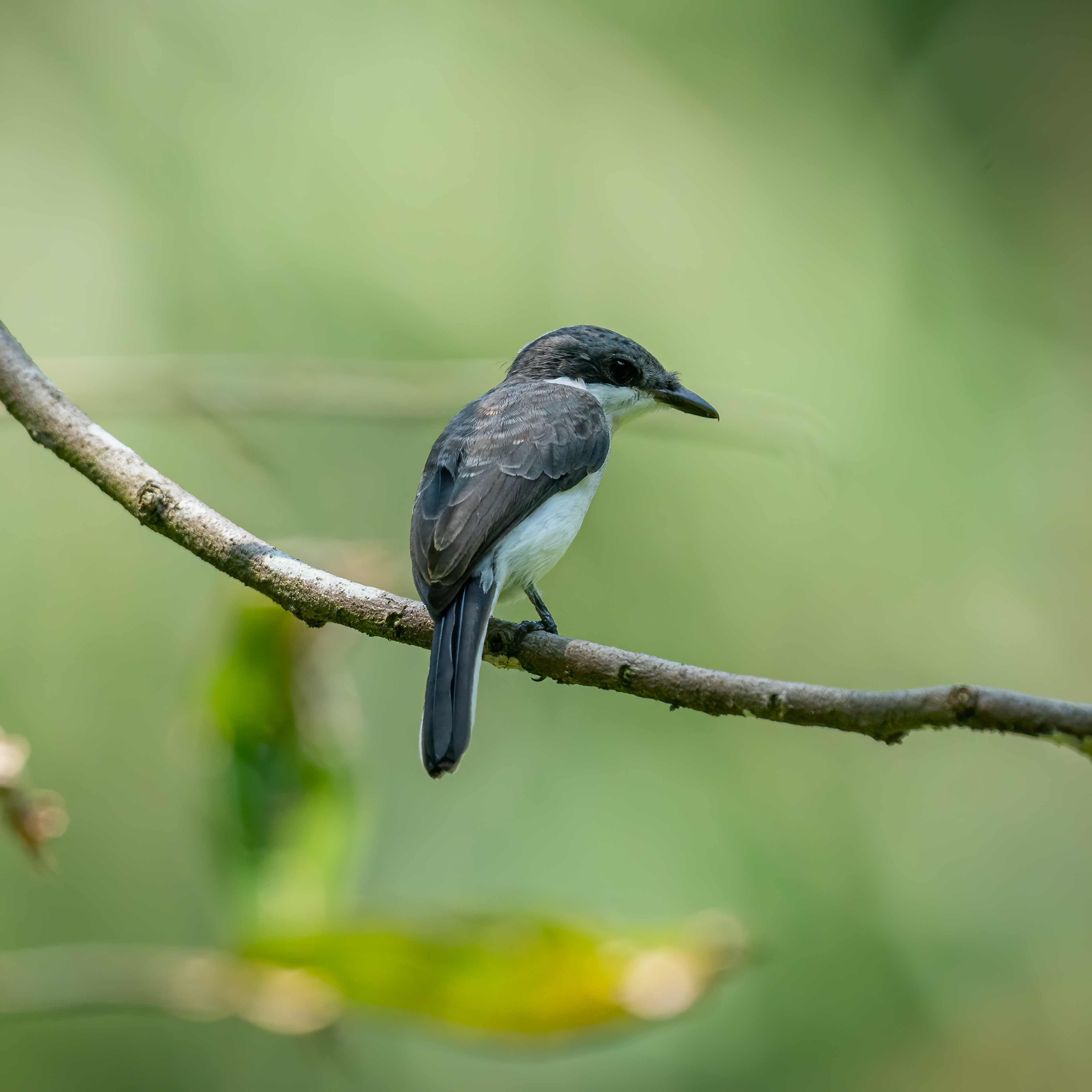 Black-winged flycatcher-shrike