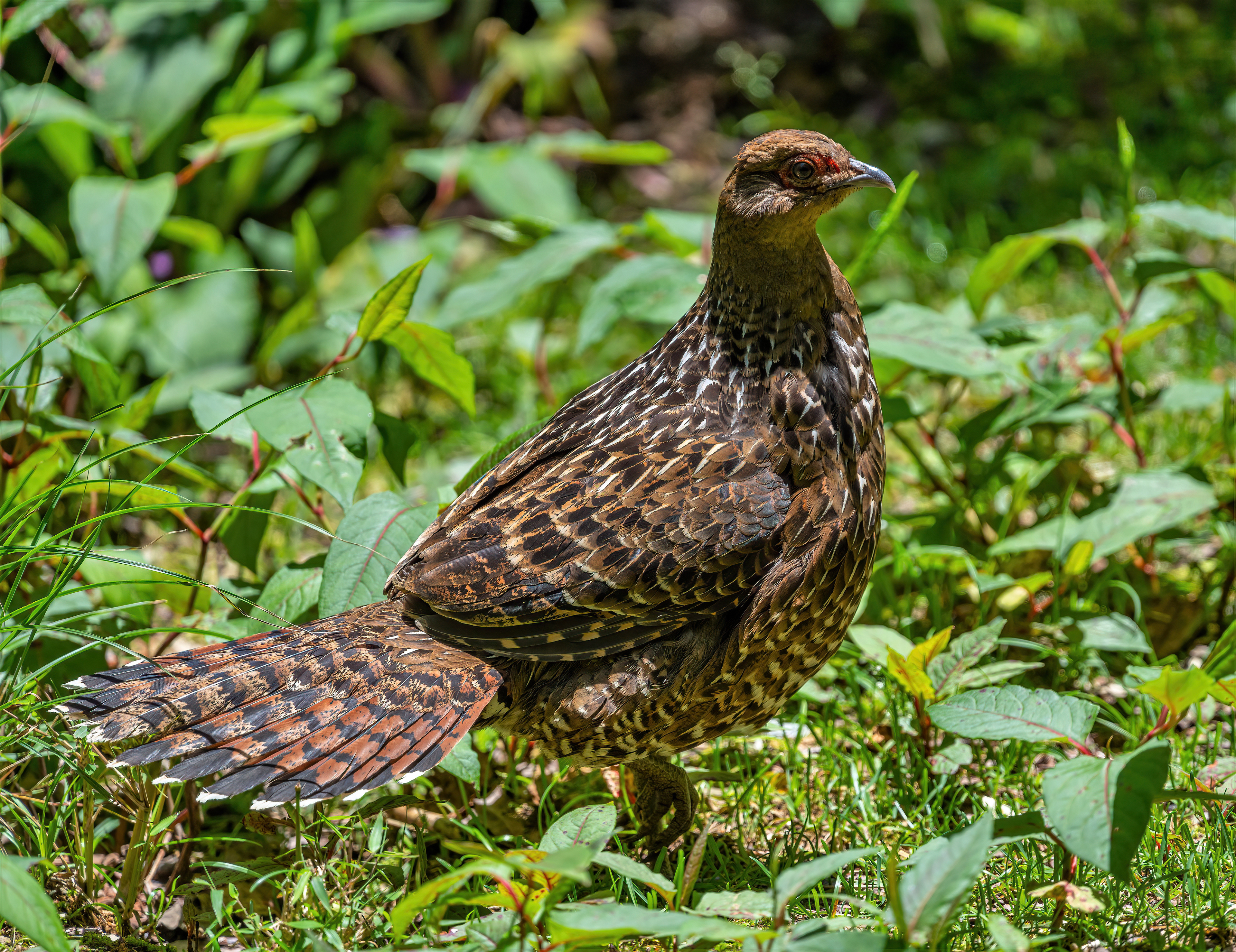 Female Mikado pheasant