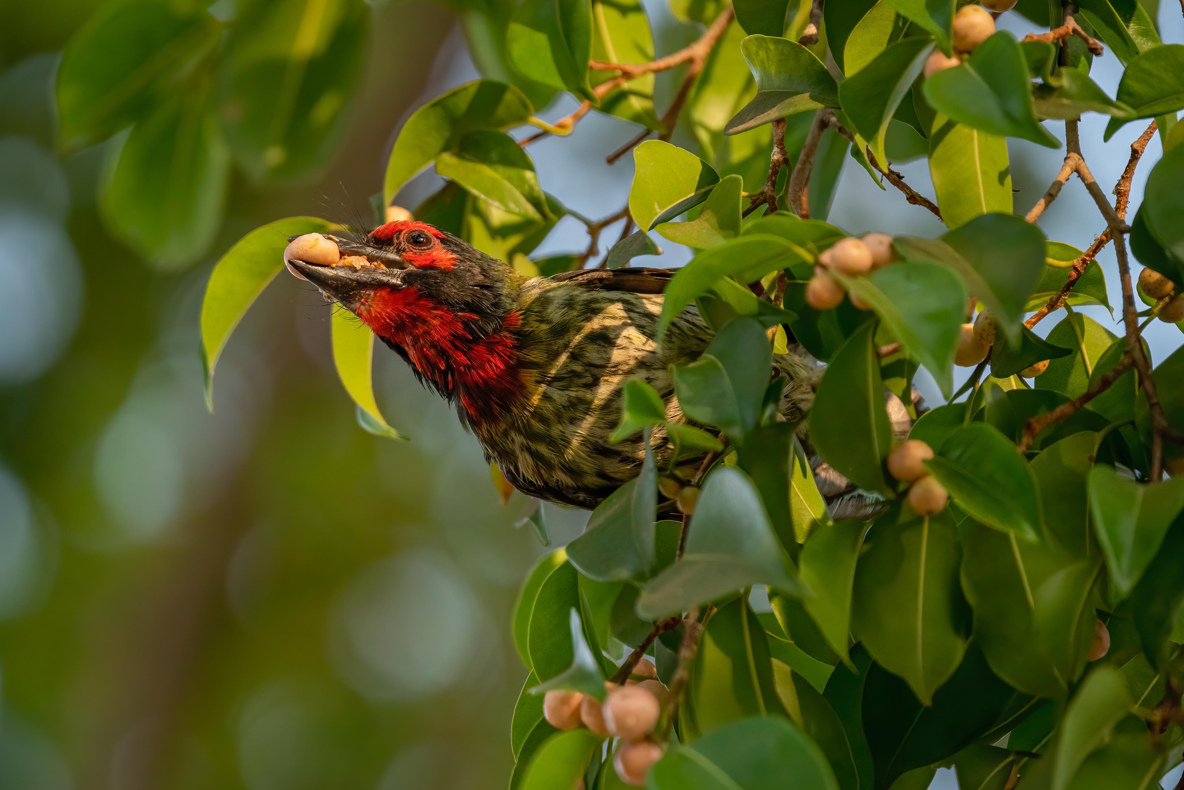 Coppersmith barbet