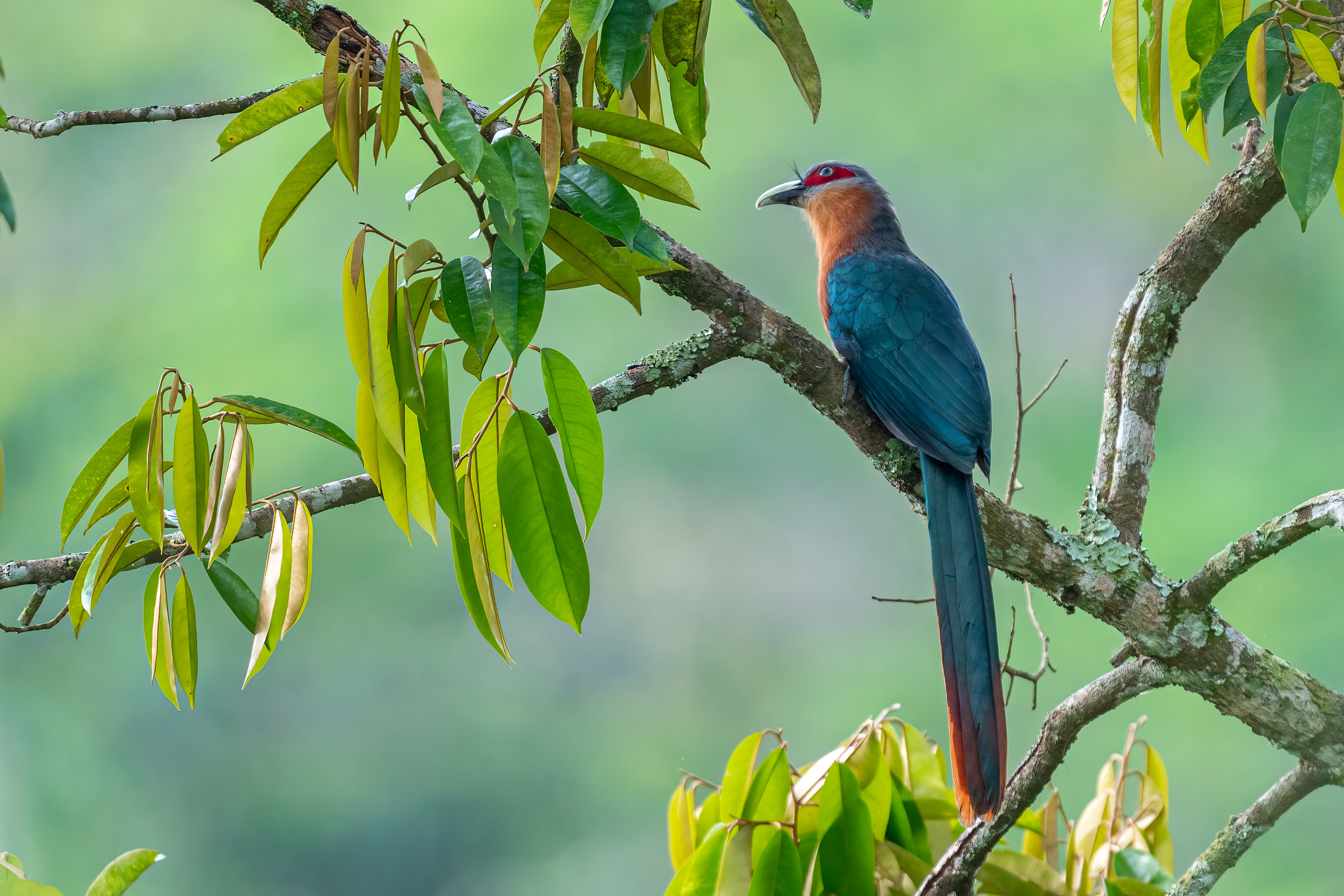 Chestnut-breasted Malkoha
