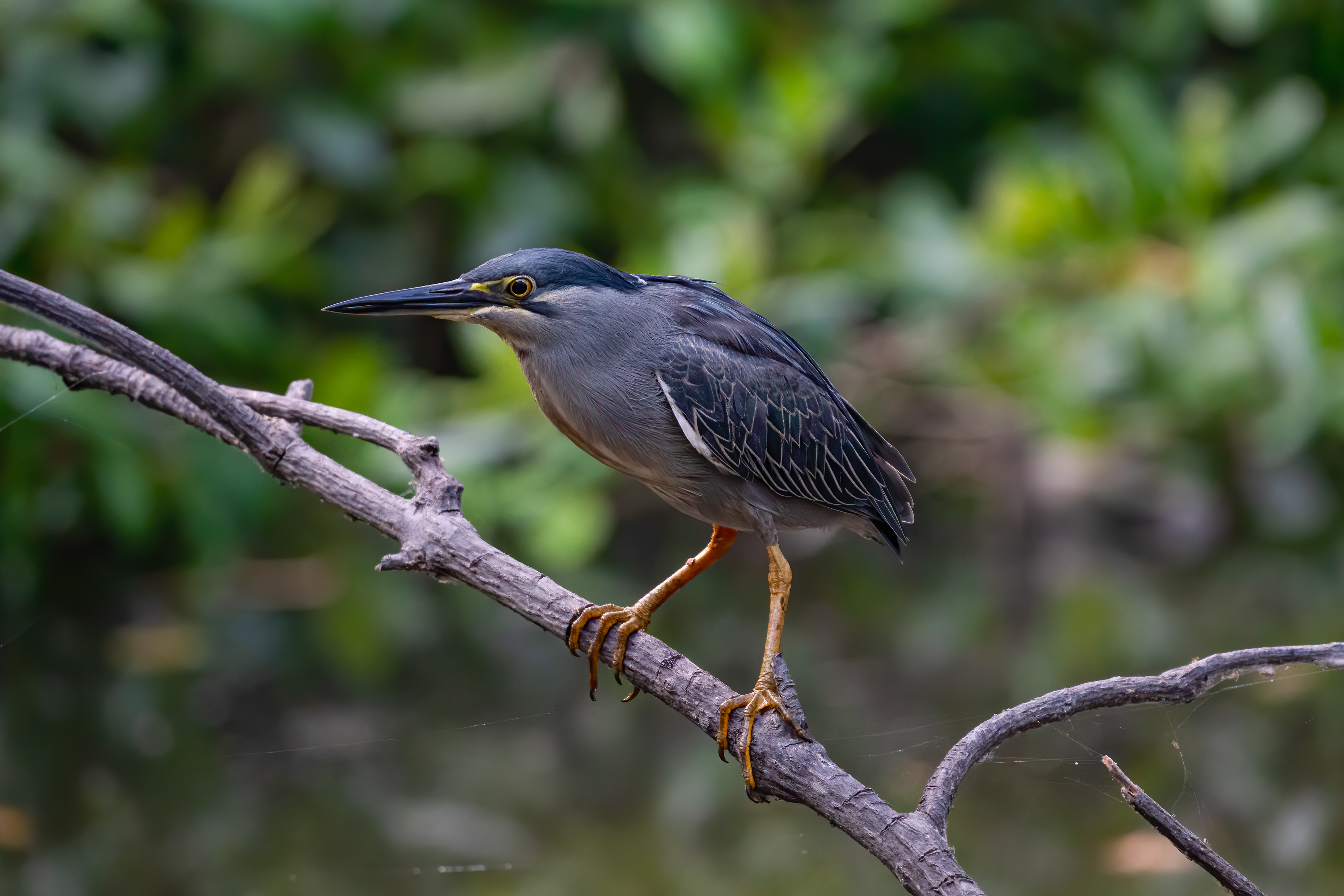 Striated heron