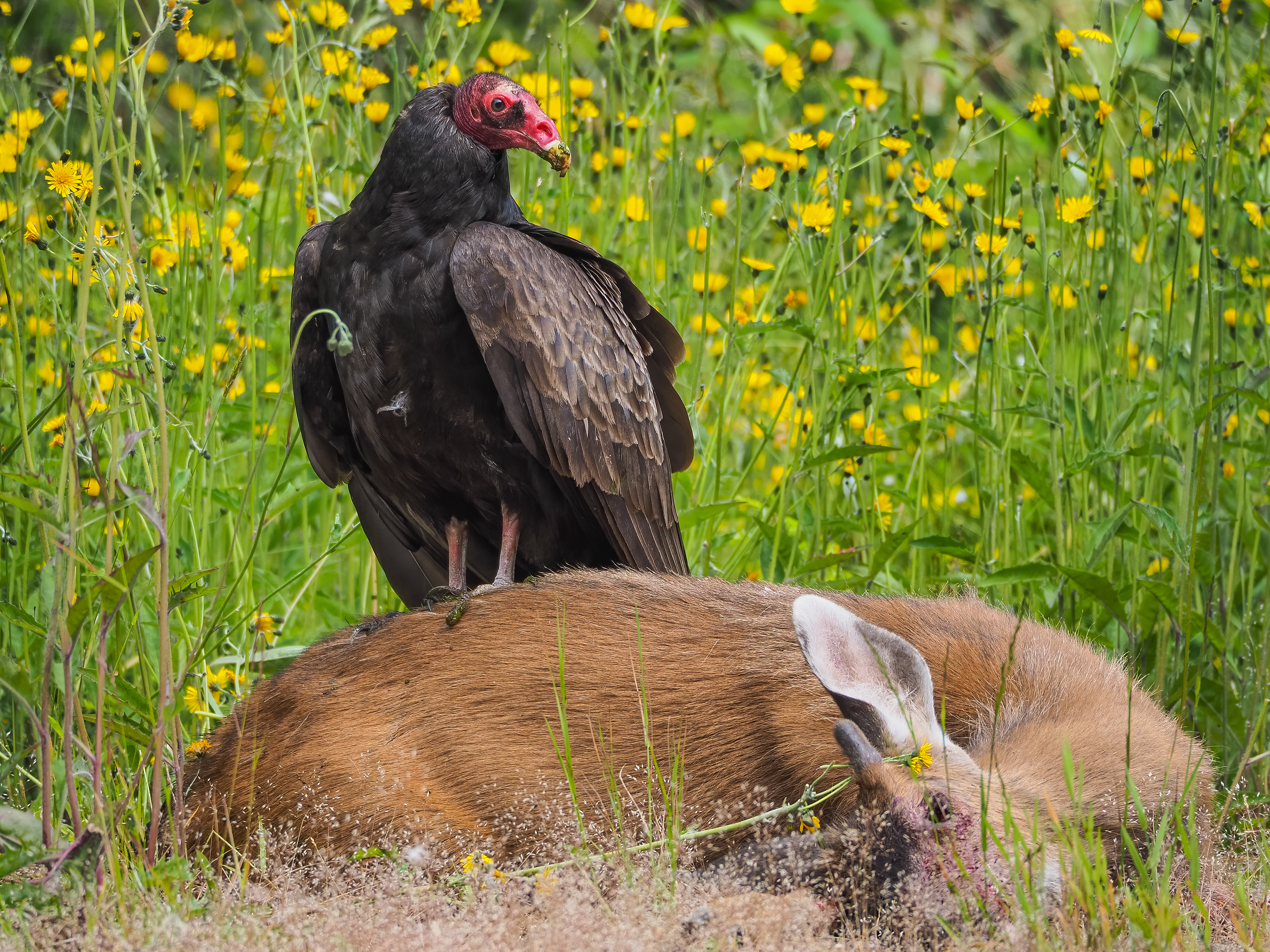 Turkey vulture (Canada)