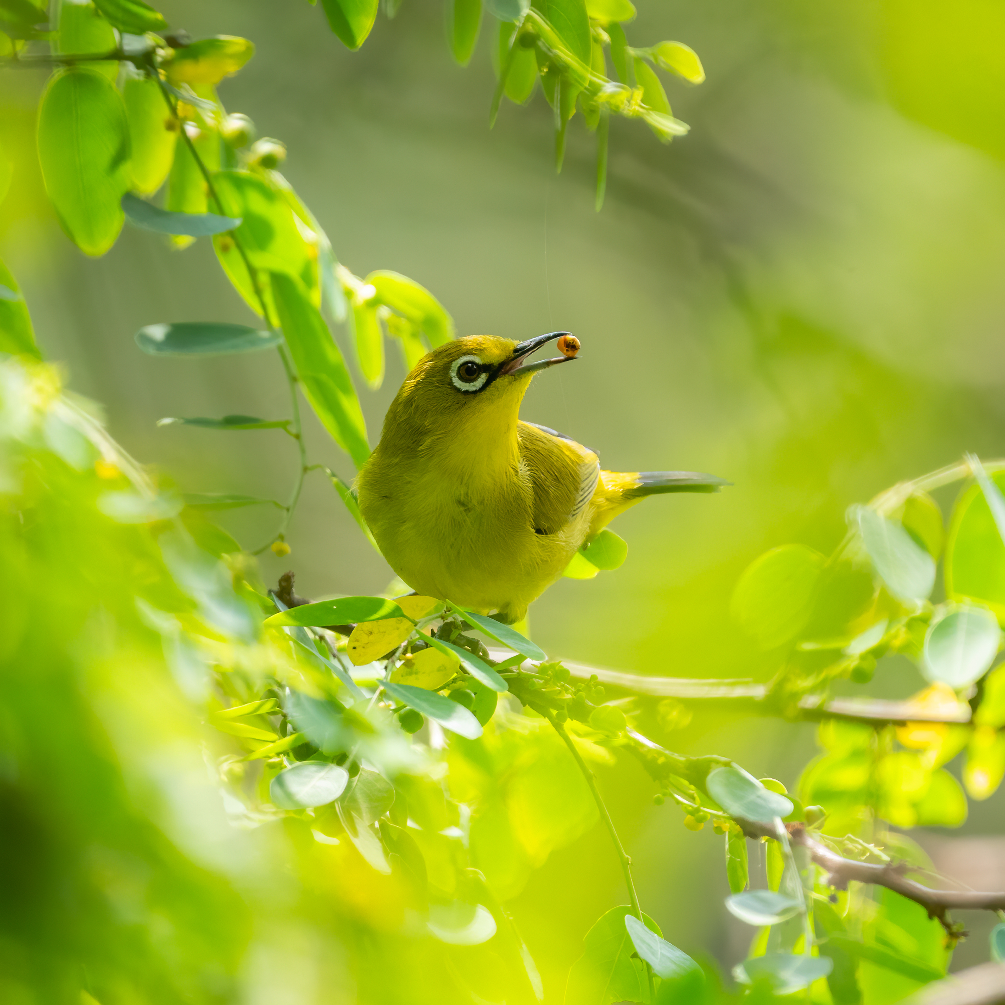 Sangkar white-eye