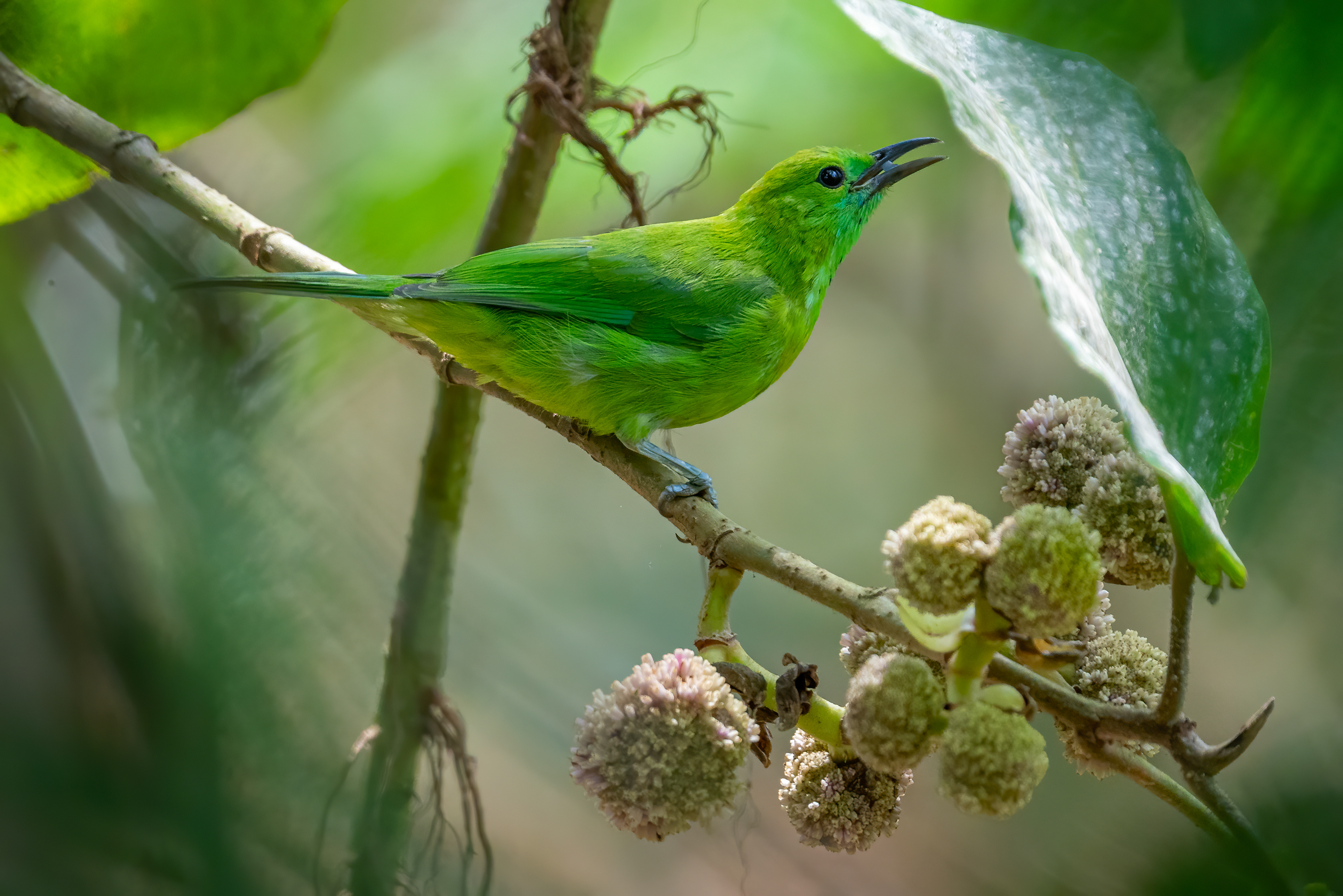 Javan leafbird (female)