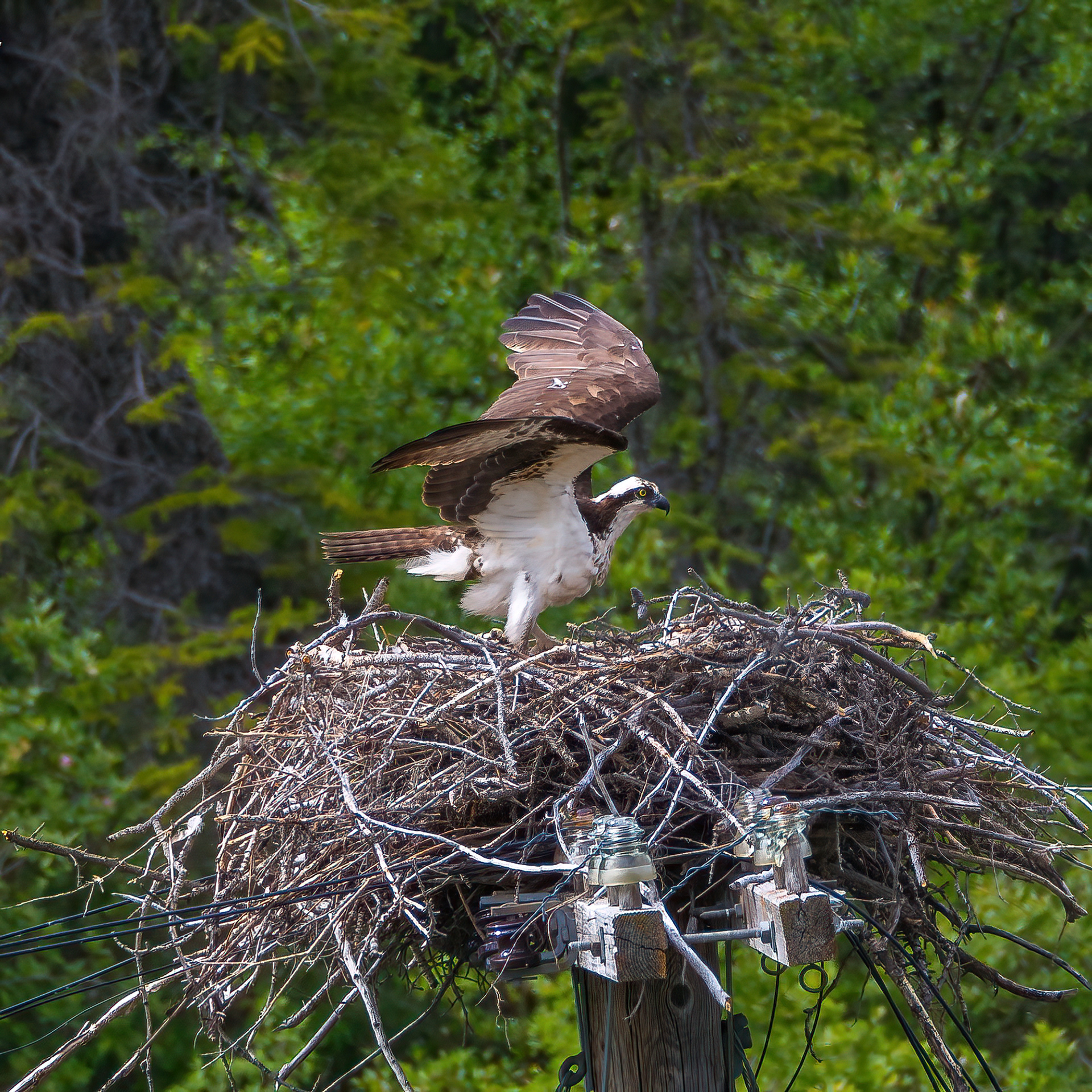 Osprey (Canada)